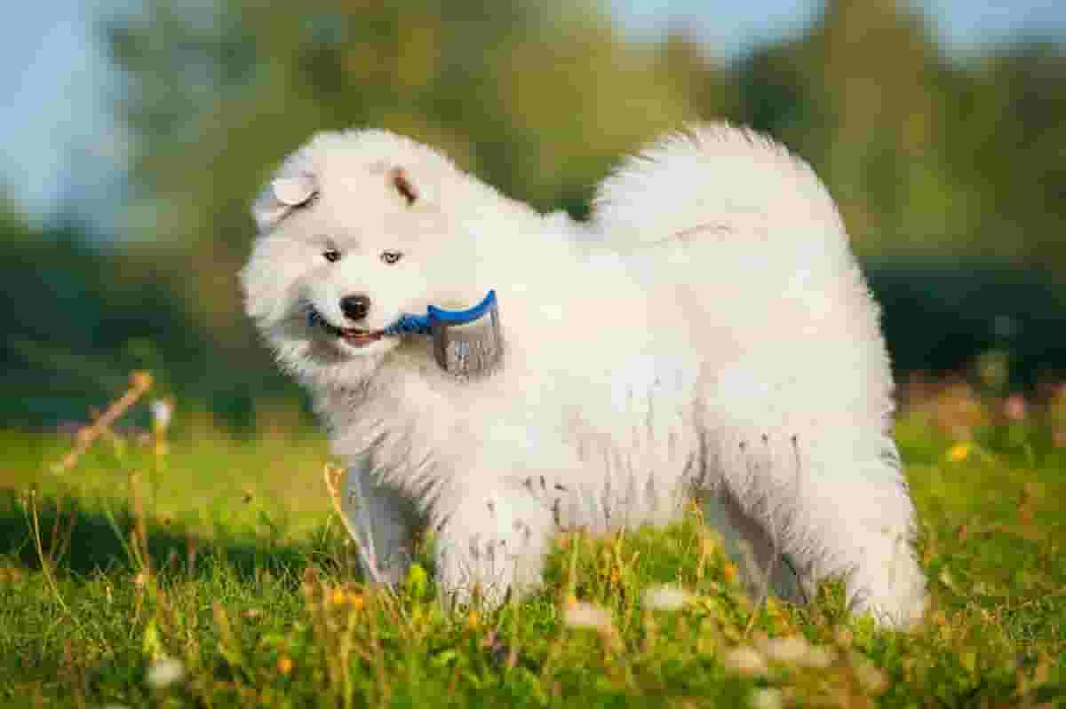 5 Things to Know Before Owning a Samoyed