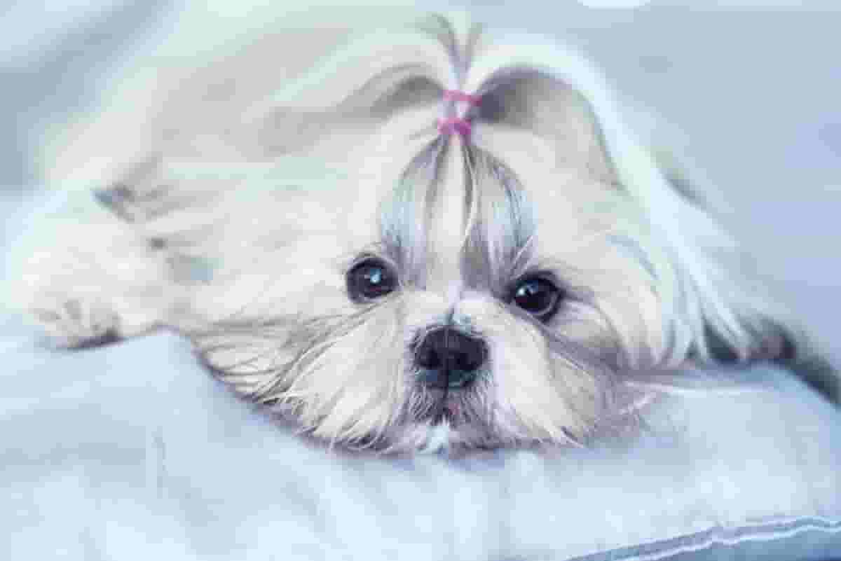 Shih Tzu Shedding: Advice for Allergy-Prone Families