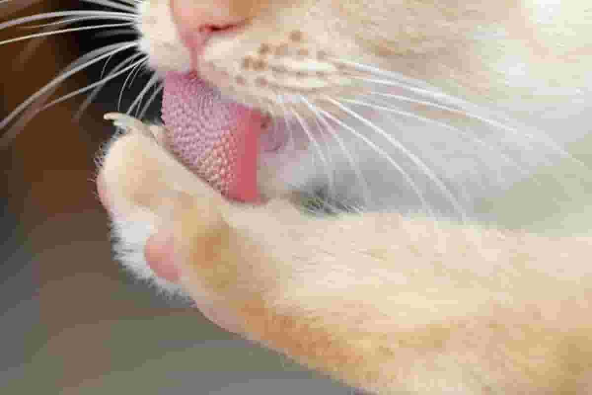 6 Surprising Ways Cats Use Their Tongues