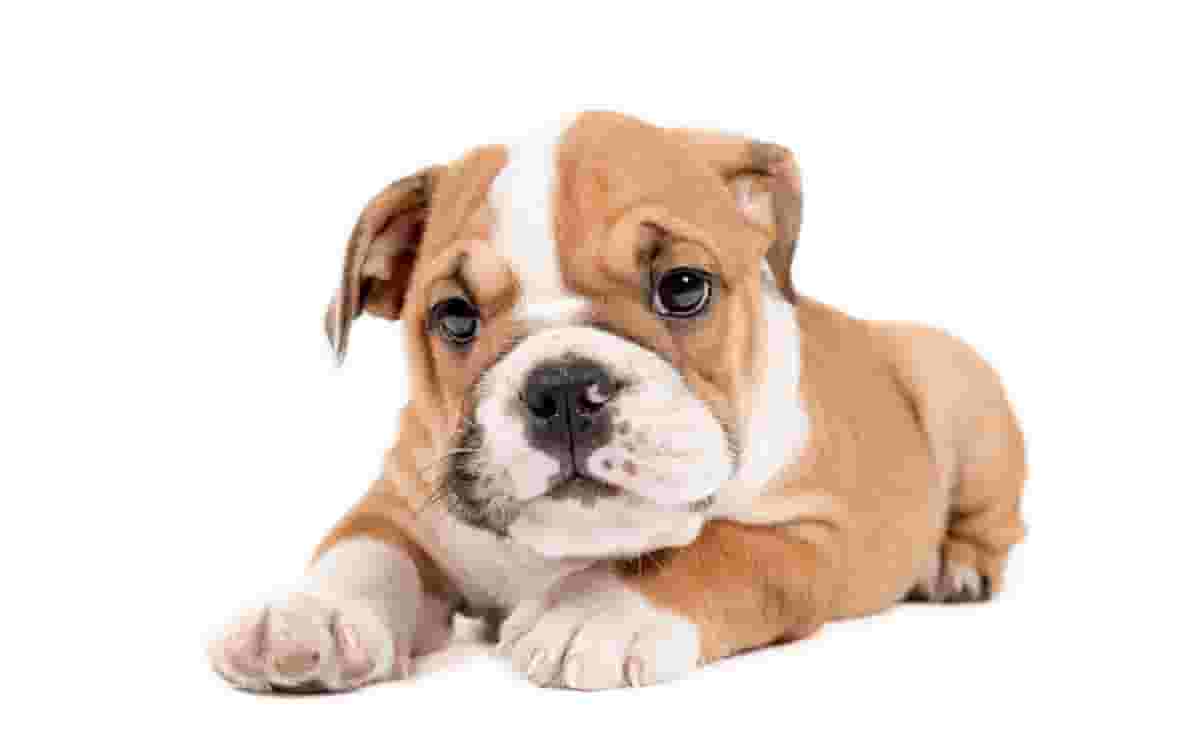 15 Tips Every New Bulldog Owner Needs