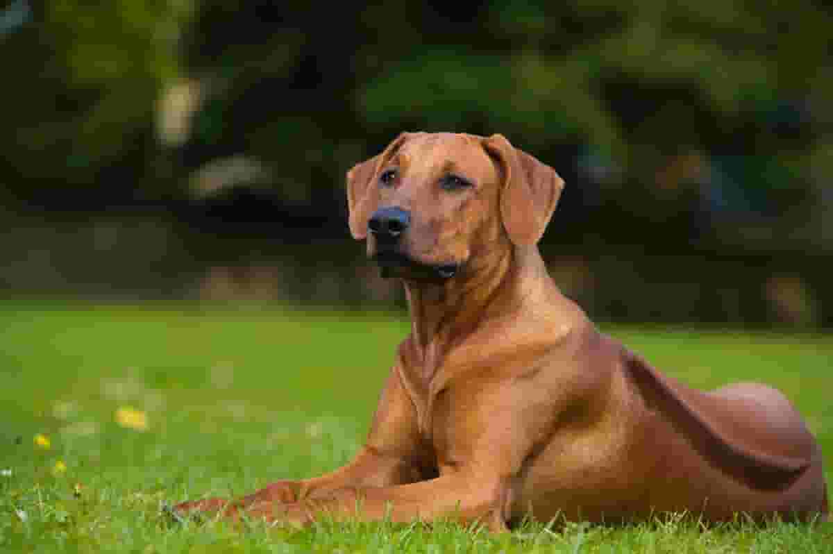 5 Things to Know Before Getting a Rhodesian Ridgeback
