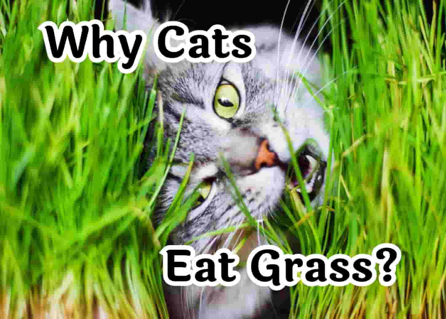 Have you ever wondered why cats eat grass?