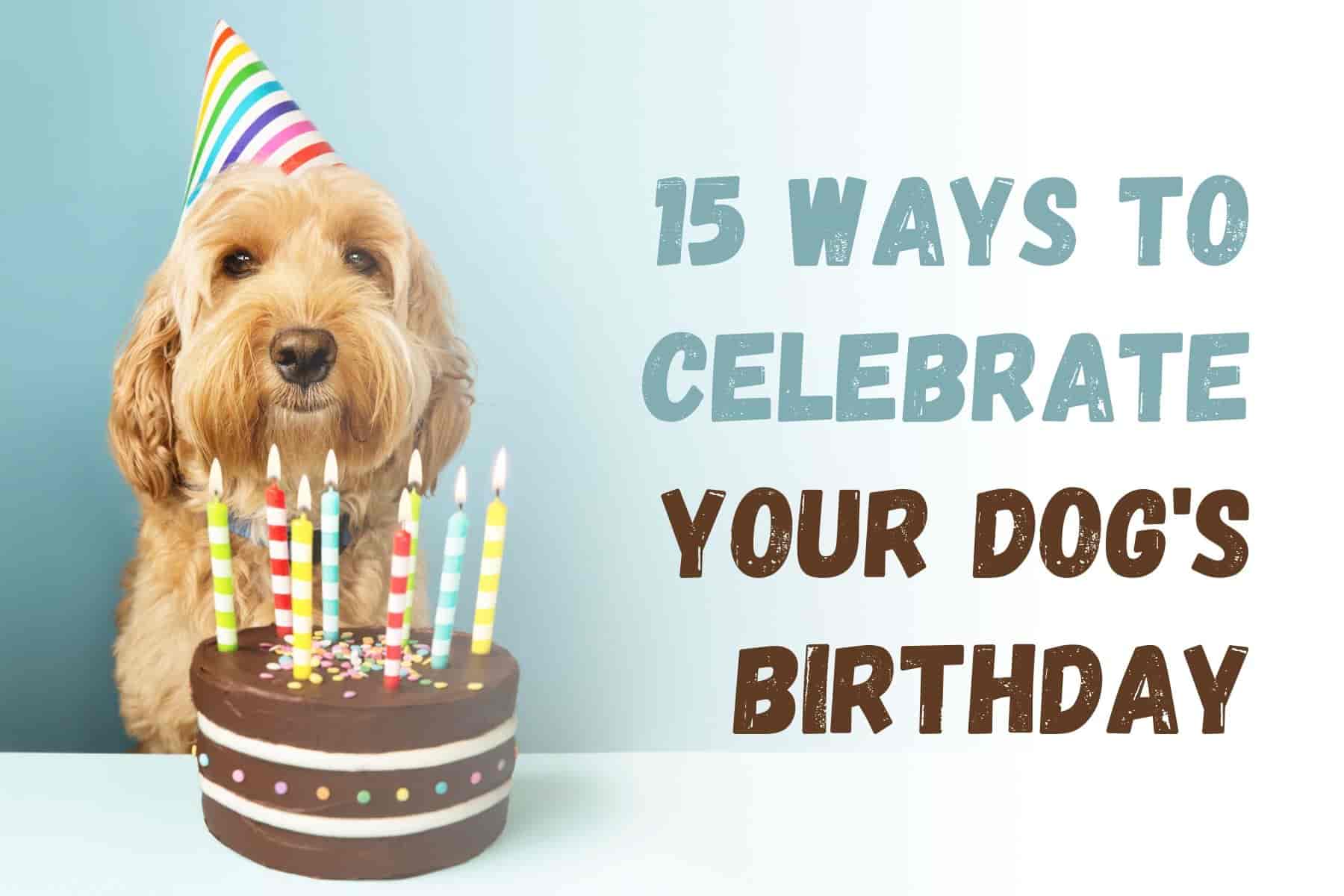12 Ways to Make Your Dog's Birthday Unforgettable