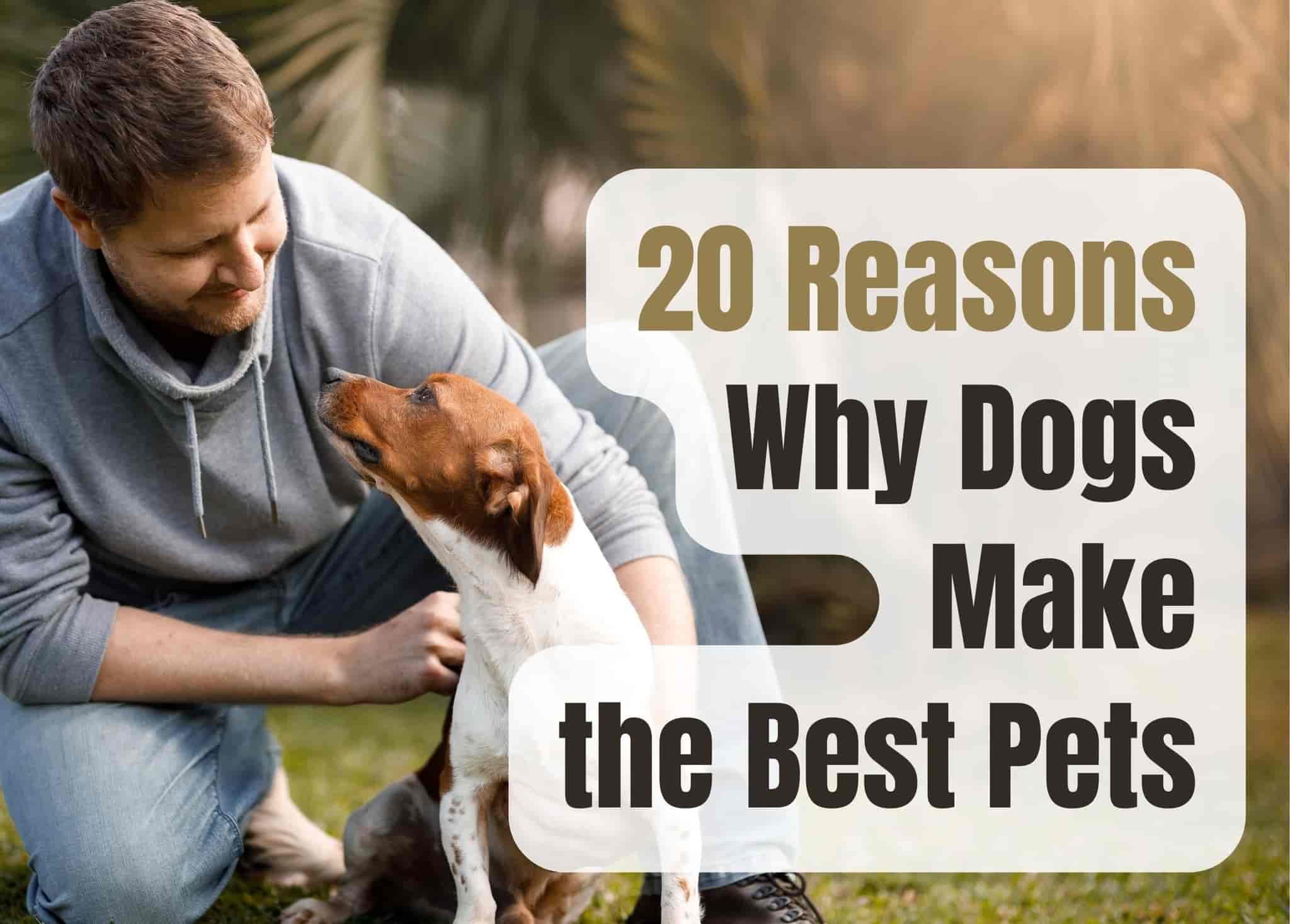 20 Reasons Dogs Make the Best Pets