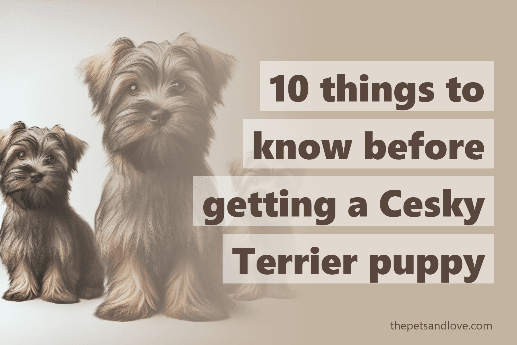 10 things to know before getting a Cesky Terrier puppy