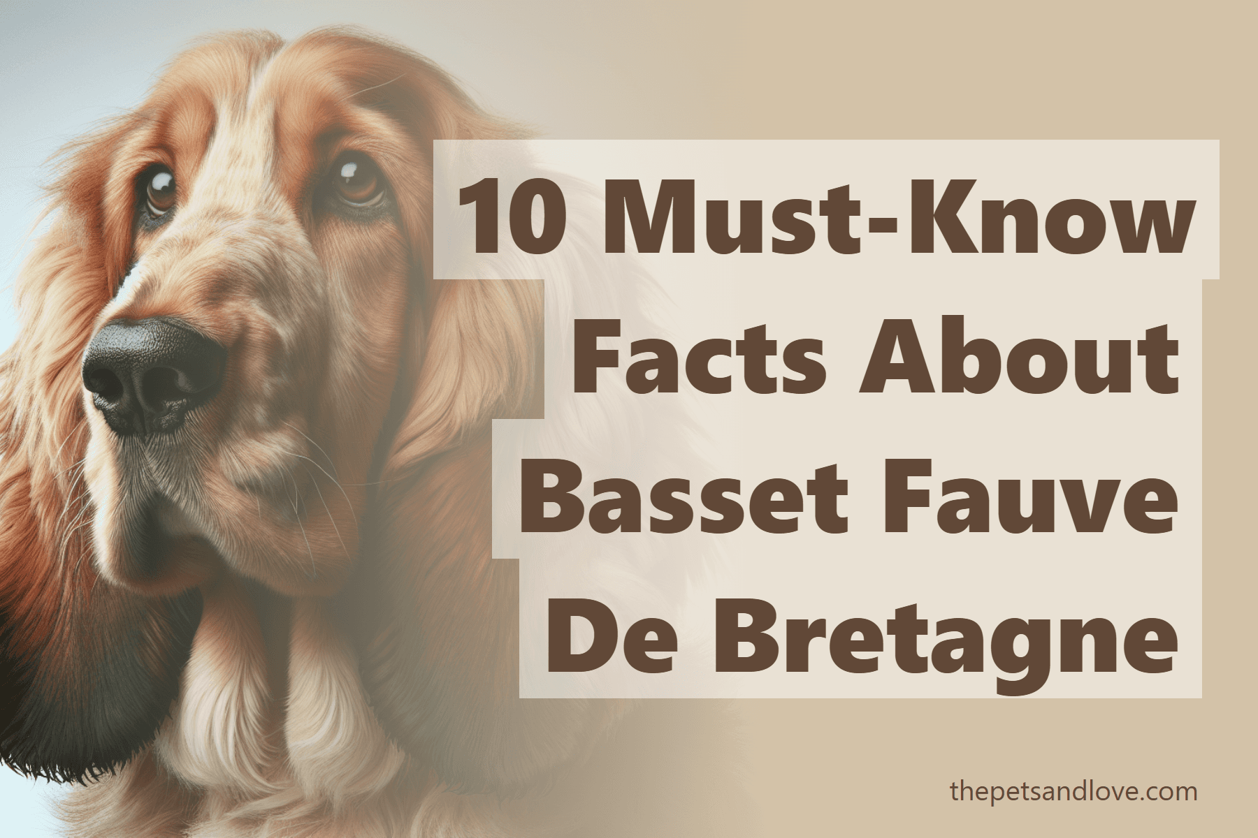 10 Must-Know Facts About Basset Fauve De Bretagne