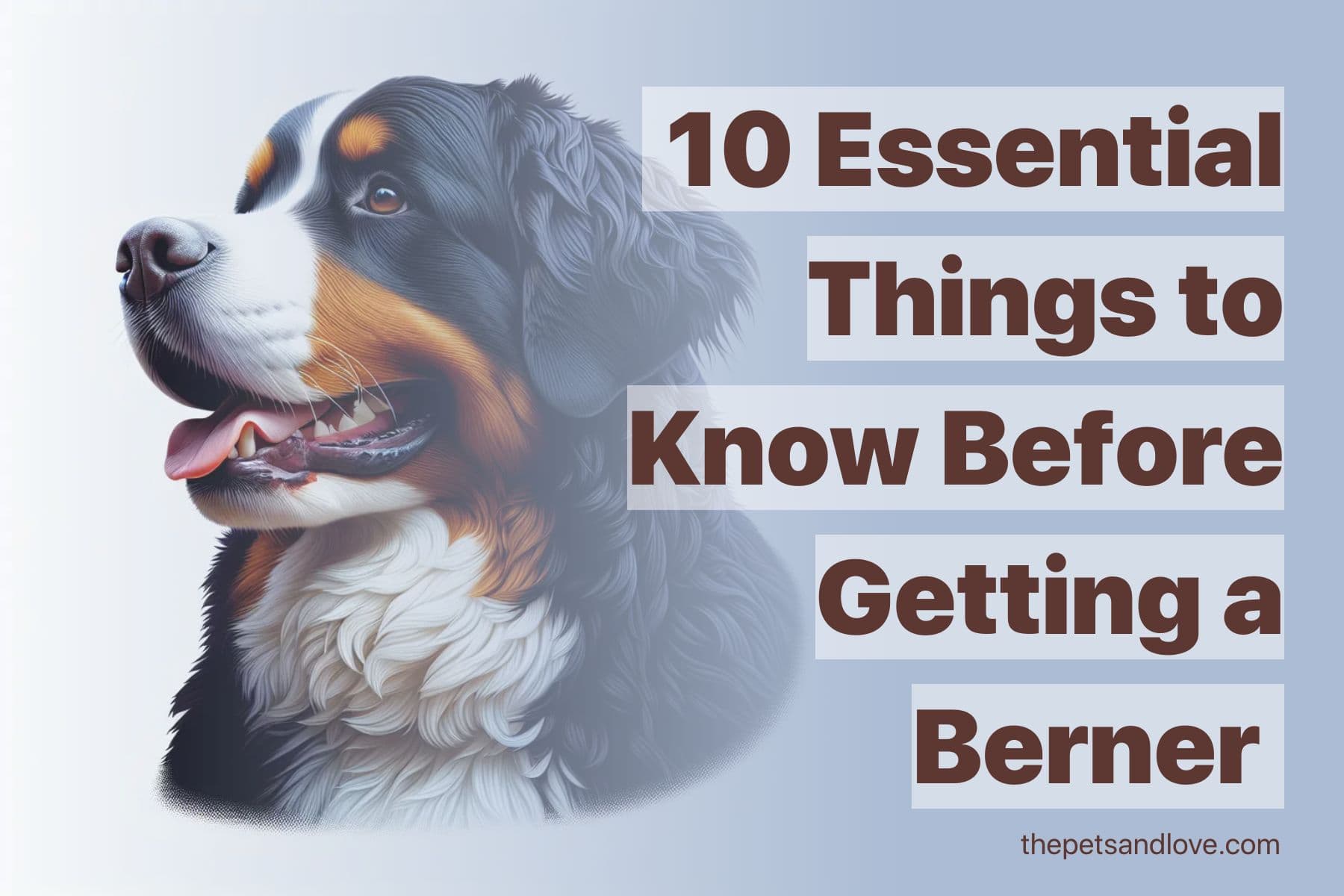 Top 10 Tips to Consider Before Adopting a Bernese Mountain Dog
