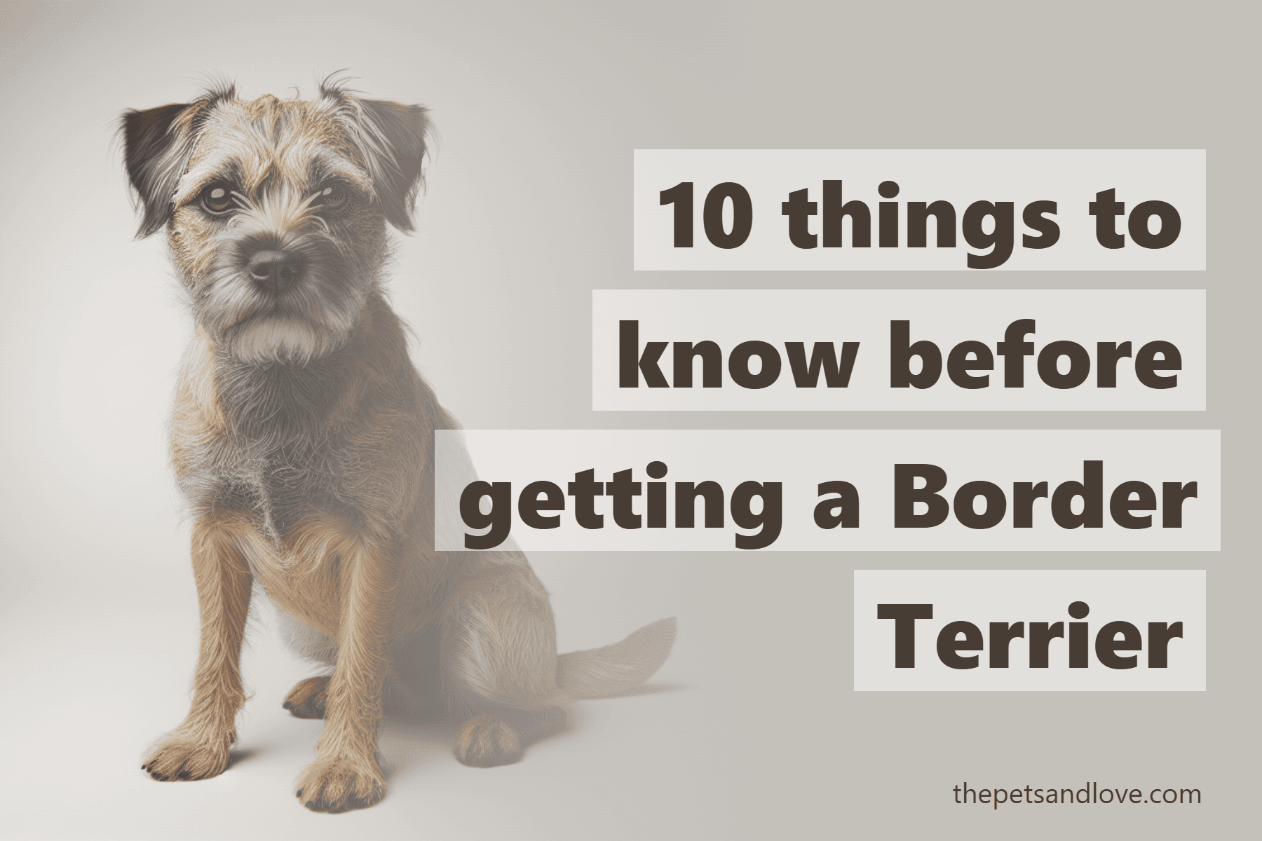 10 things to know before getting a Border Terrier