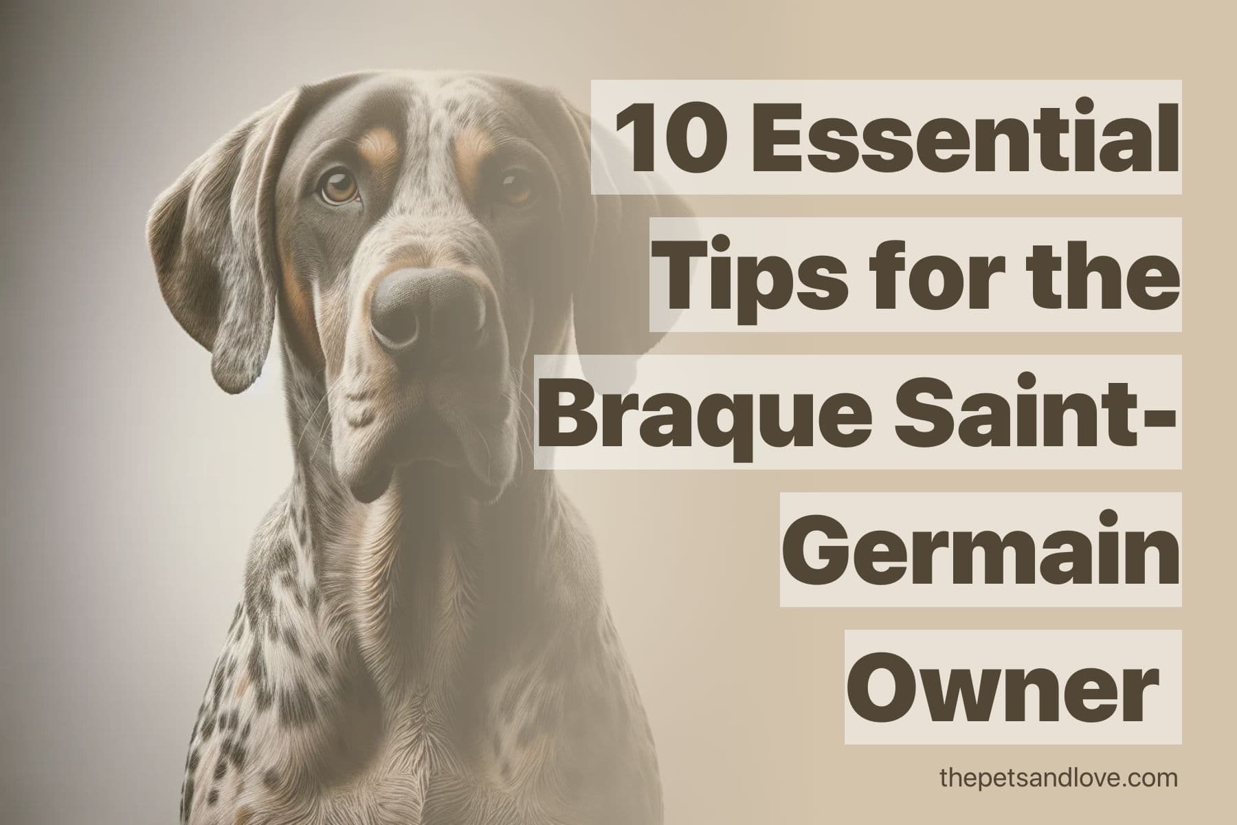 Essential Tips for Owning a Braque Saint-Germain Dog