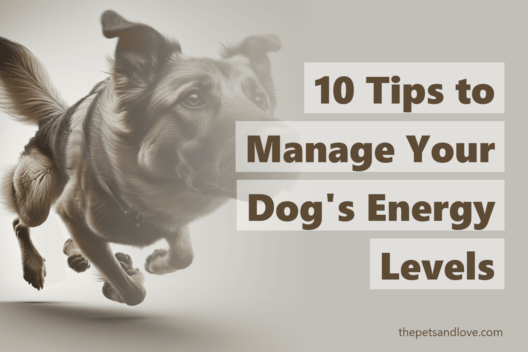 10 Tips to Manage Your Dog's Energy Levels