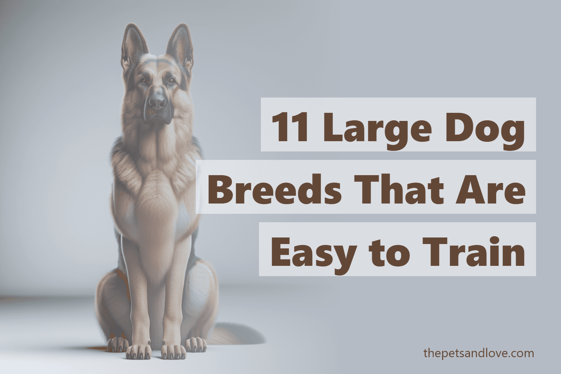 11 Large Dog Breeds That Are Easy to Train