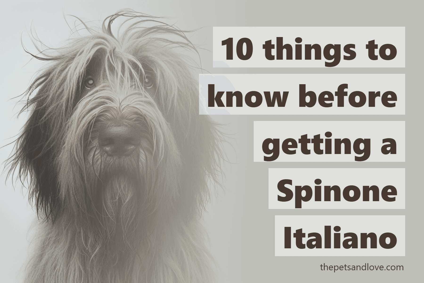 10 things to know before getting a Spinone Italiano