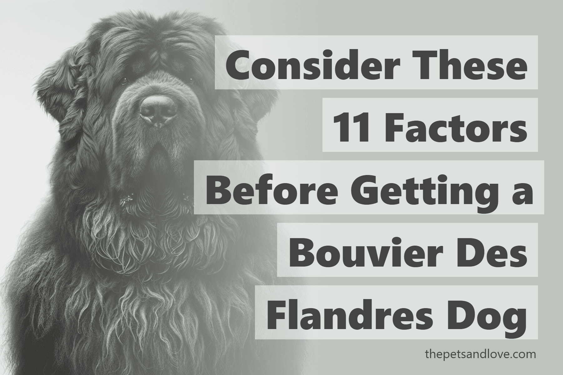 Consider These 11 Factors Before Getting a Bouvier Des Flandres Dog