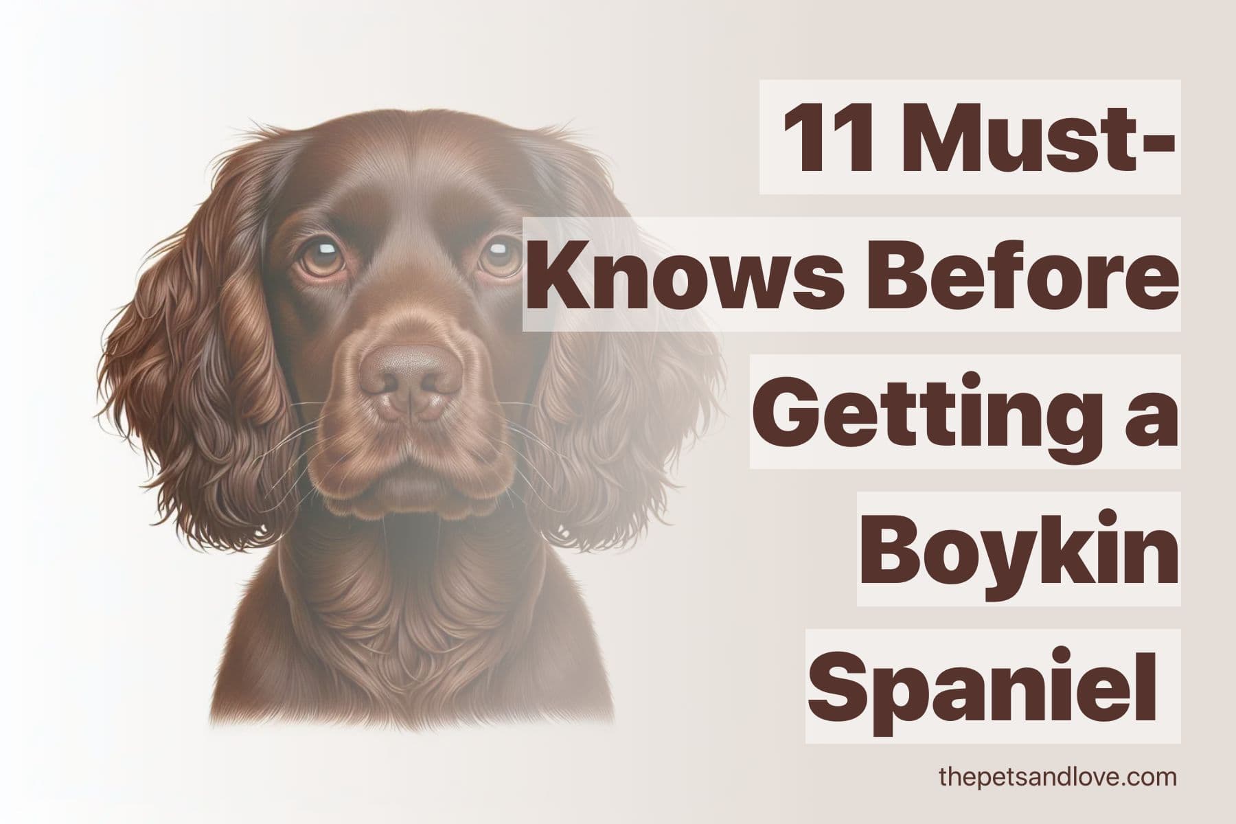 Consider These 11 Factors Before Adopting a Boykin Spaniel