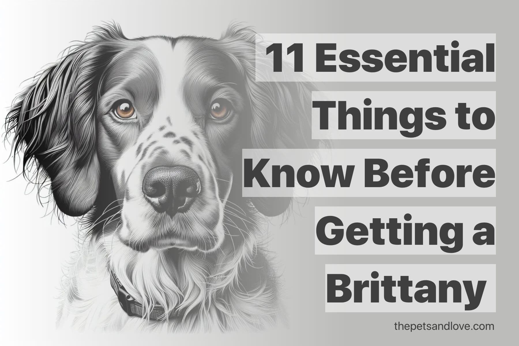 Consider These 11 Factors Before Adopting a Brittany Dog