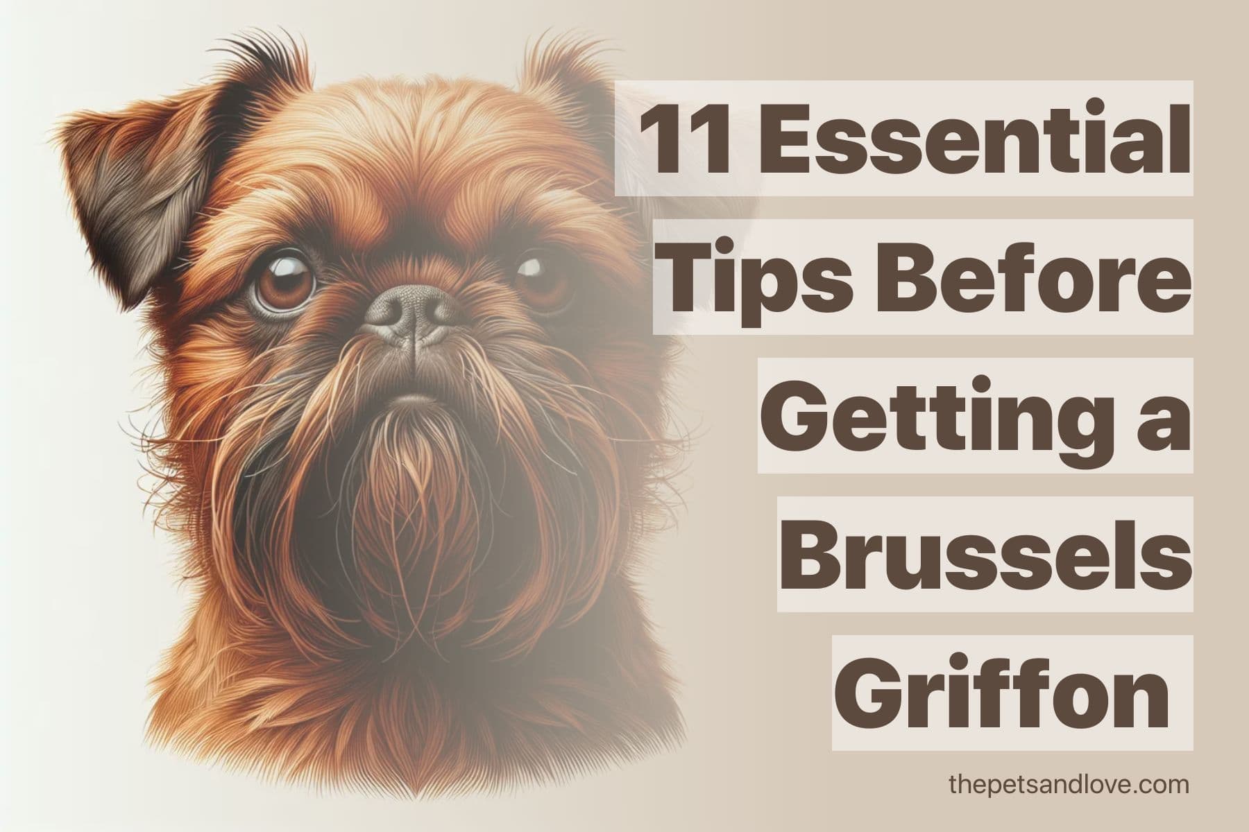 11 Things to Know Before Owning a Brussels Griffon