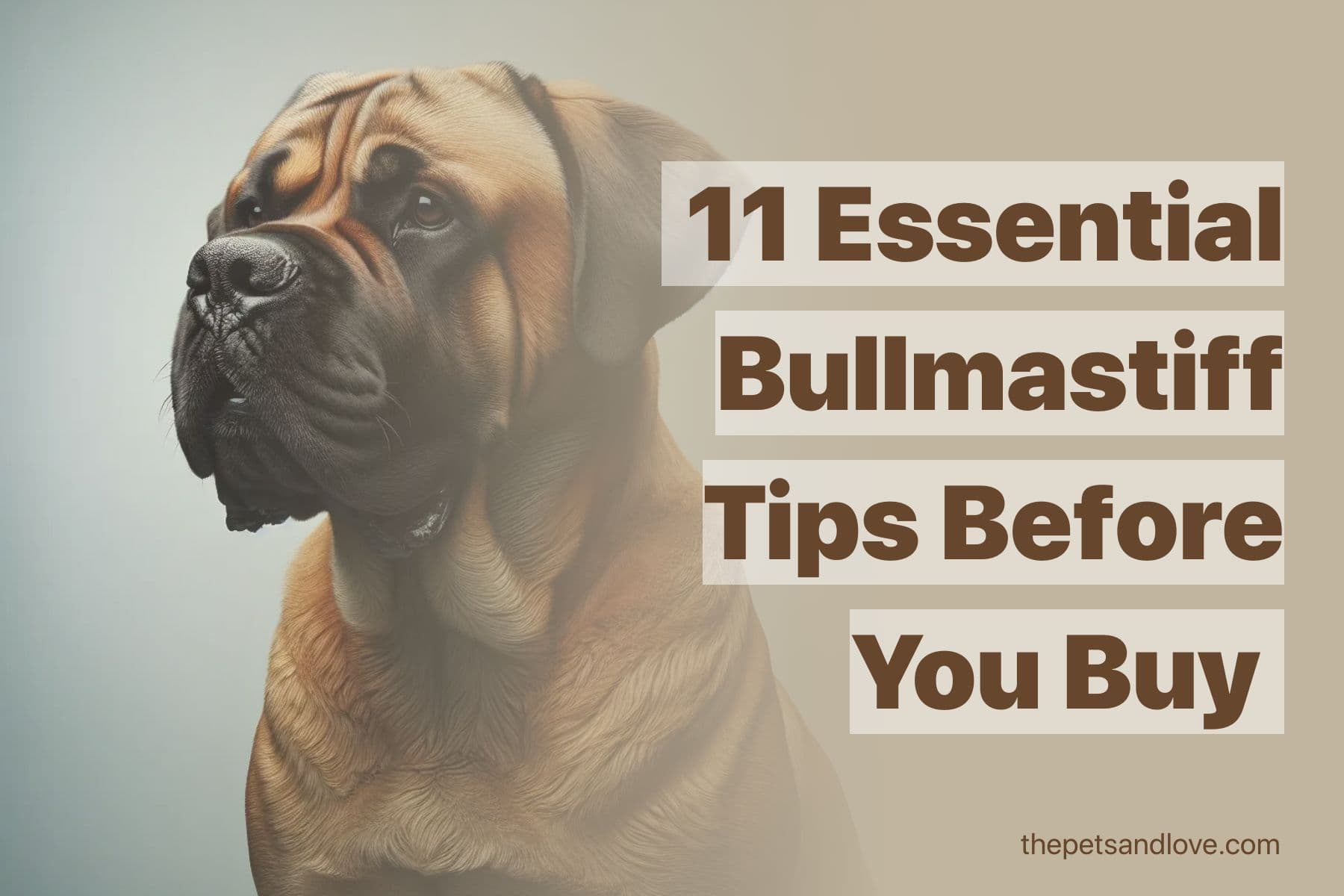 Consider These 11 Factors Before Adopting a Bullmastiff