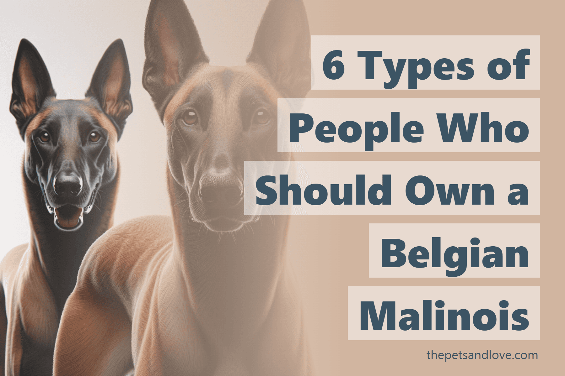 6 Types of People Who Should Own a Belgian Malinois