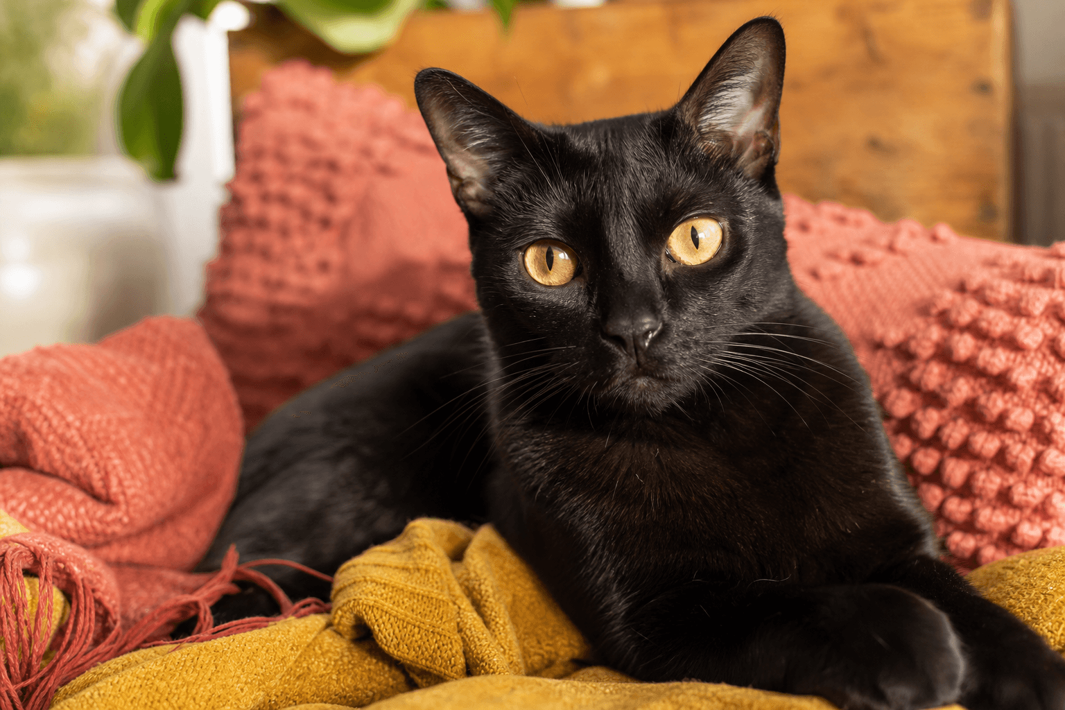 11 Things to Know Before Getting a Bombay Cat
