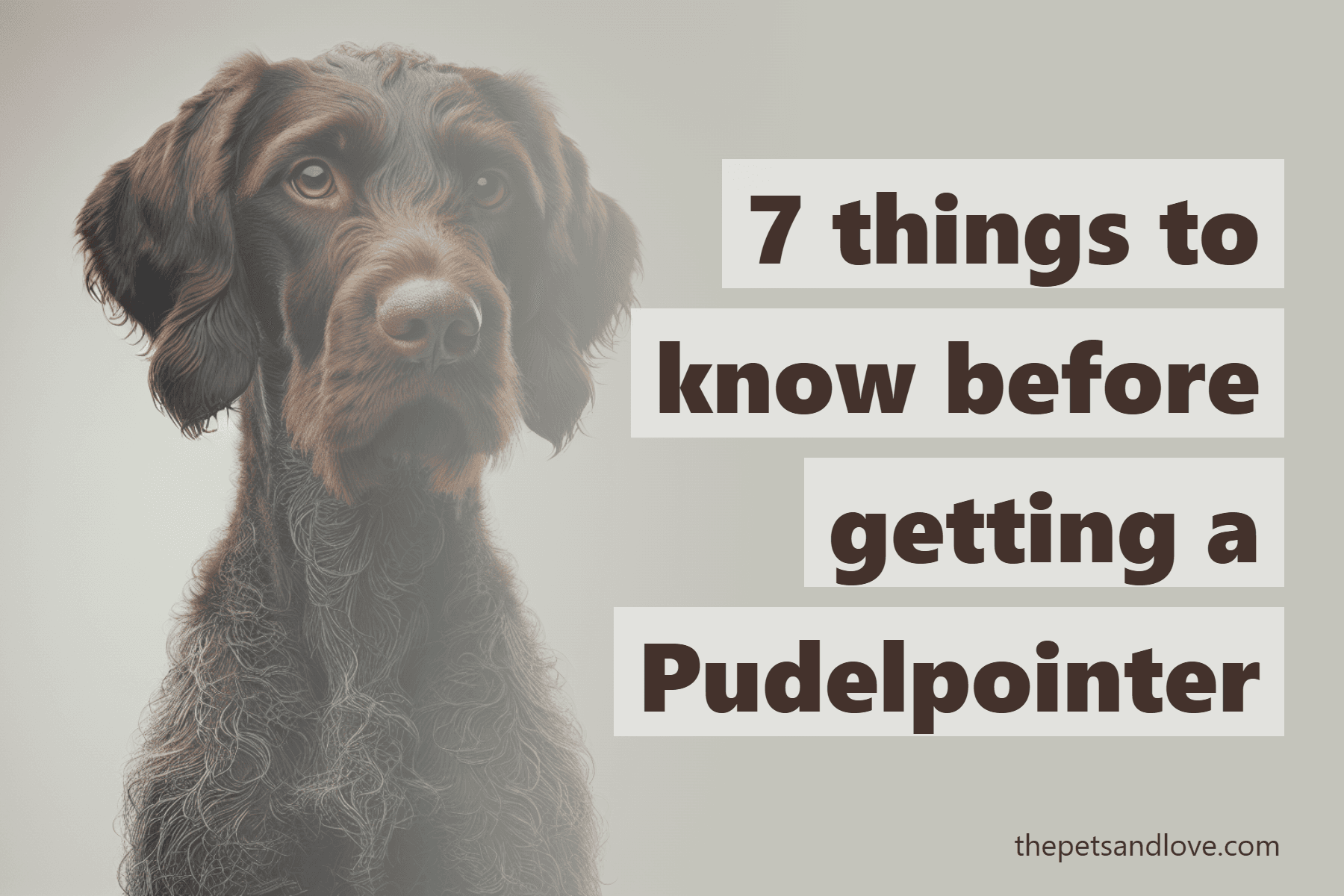 7 things to know before getting a Pudelpointer