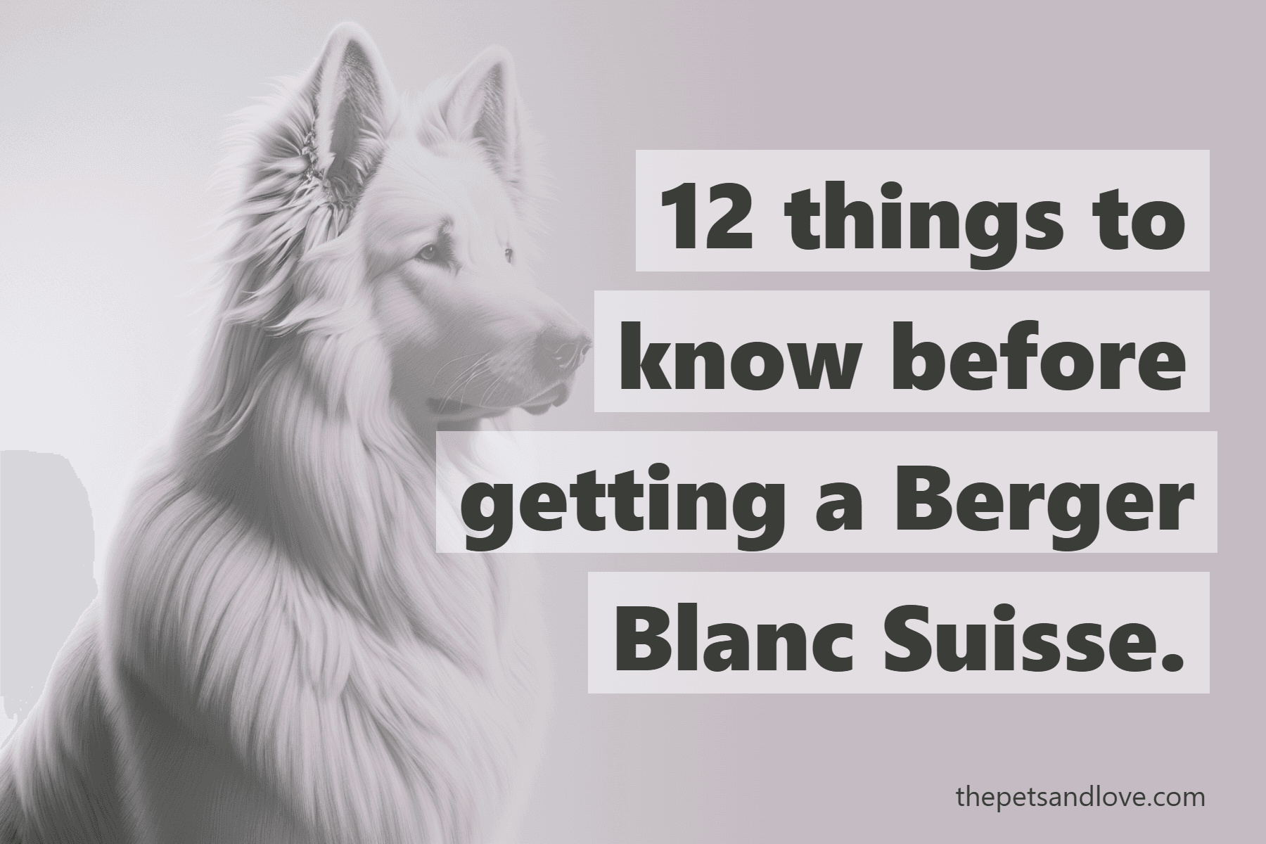12 things to know before getting a Berger Blanc Suisse.