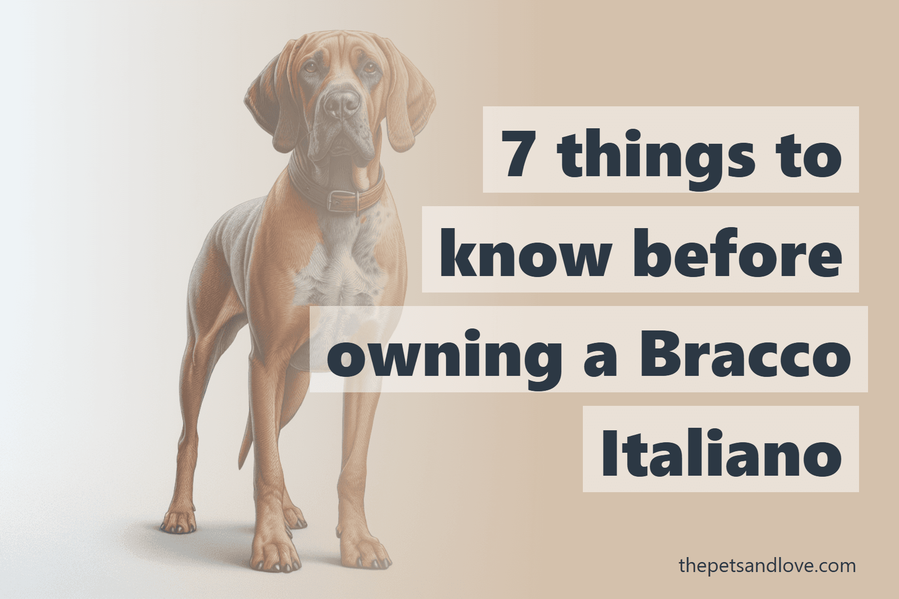 7 things to know before owning a Bracco Italiano