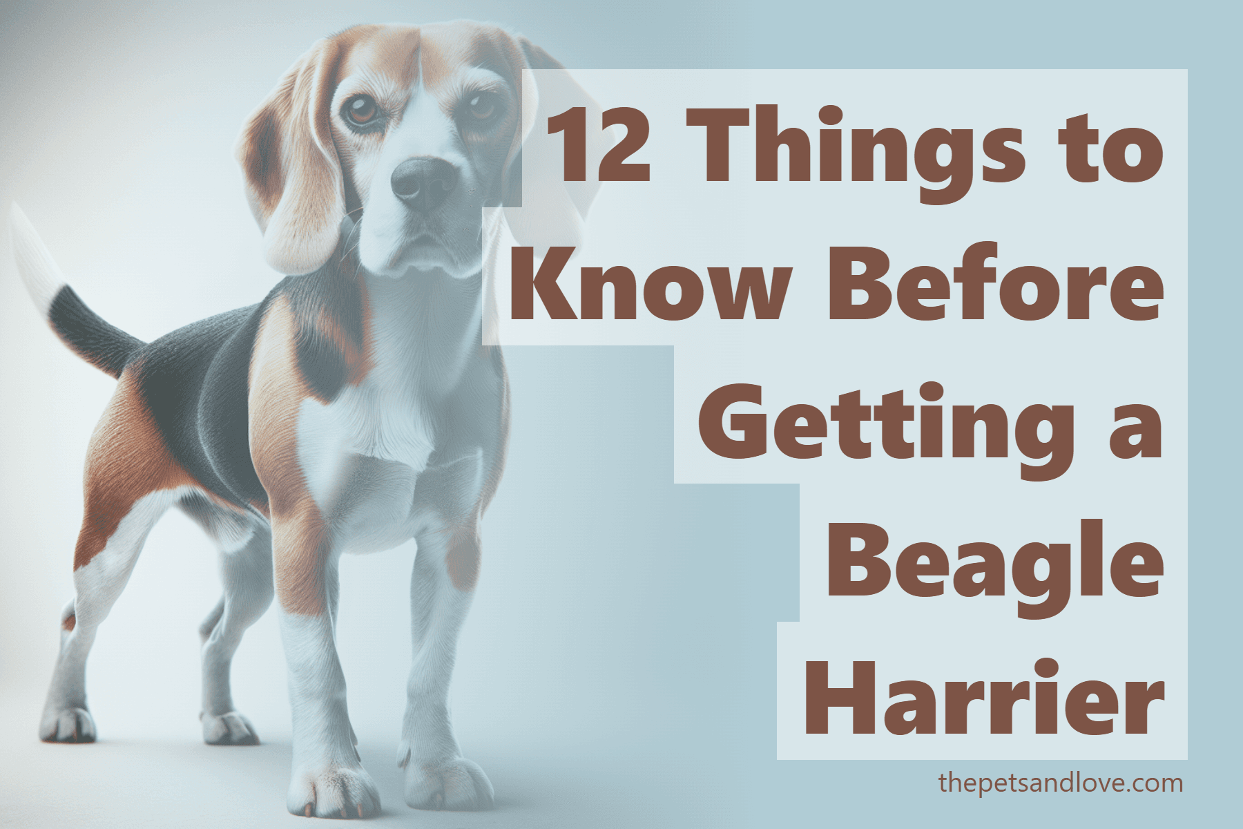 12 Things to Know Before Getting a Beagle Harrier