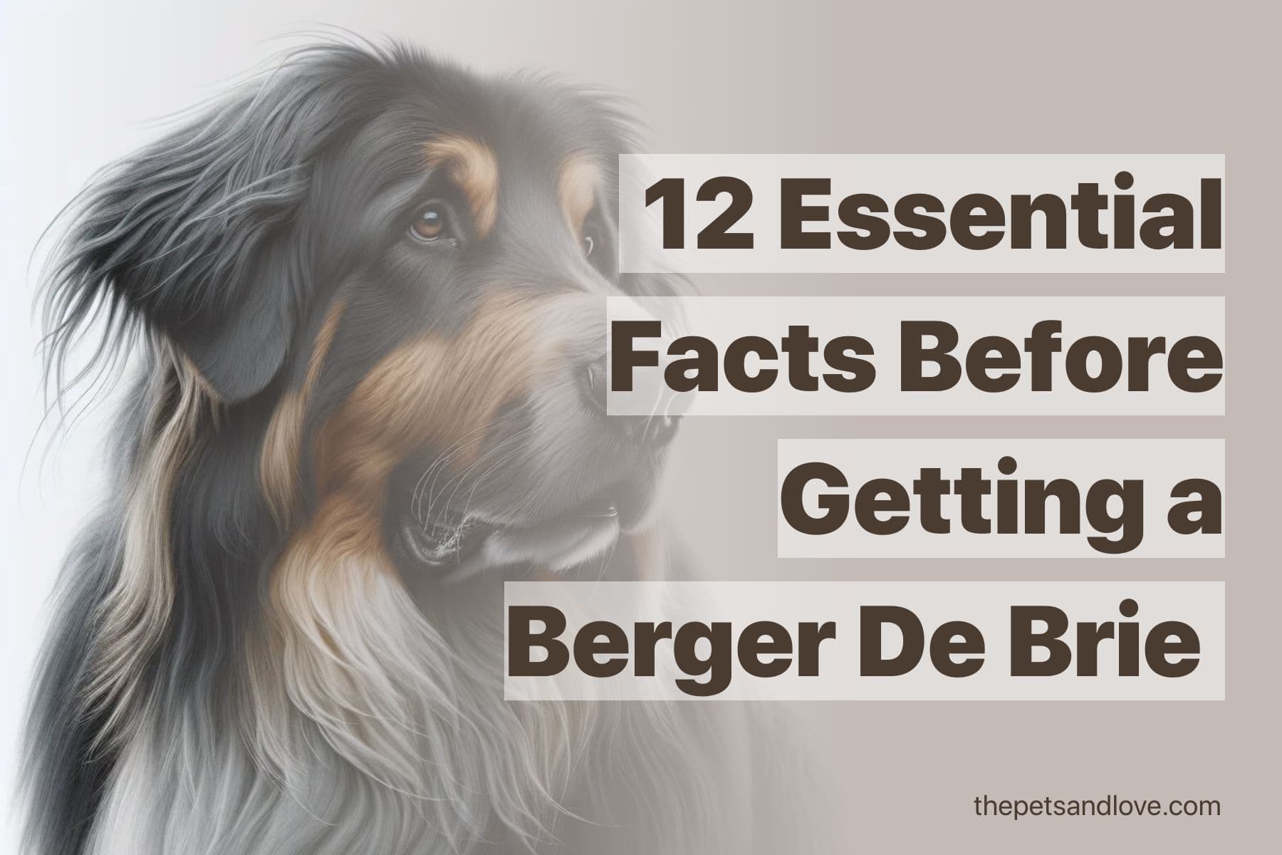 8 Things to Know Before Getting a Berger De Brie