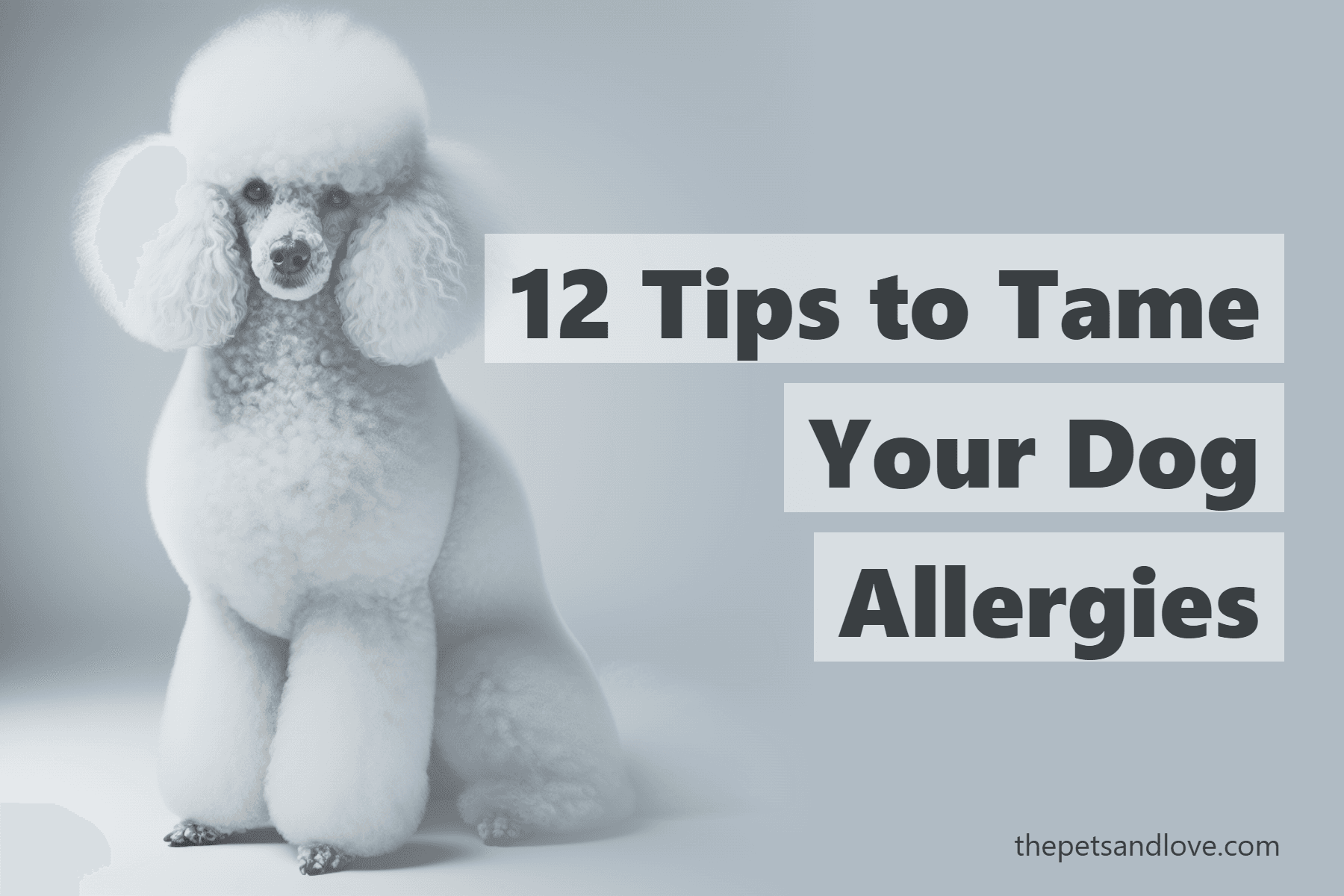 12 Tips to Tame Your Dog Allergies