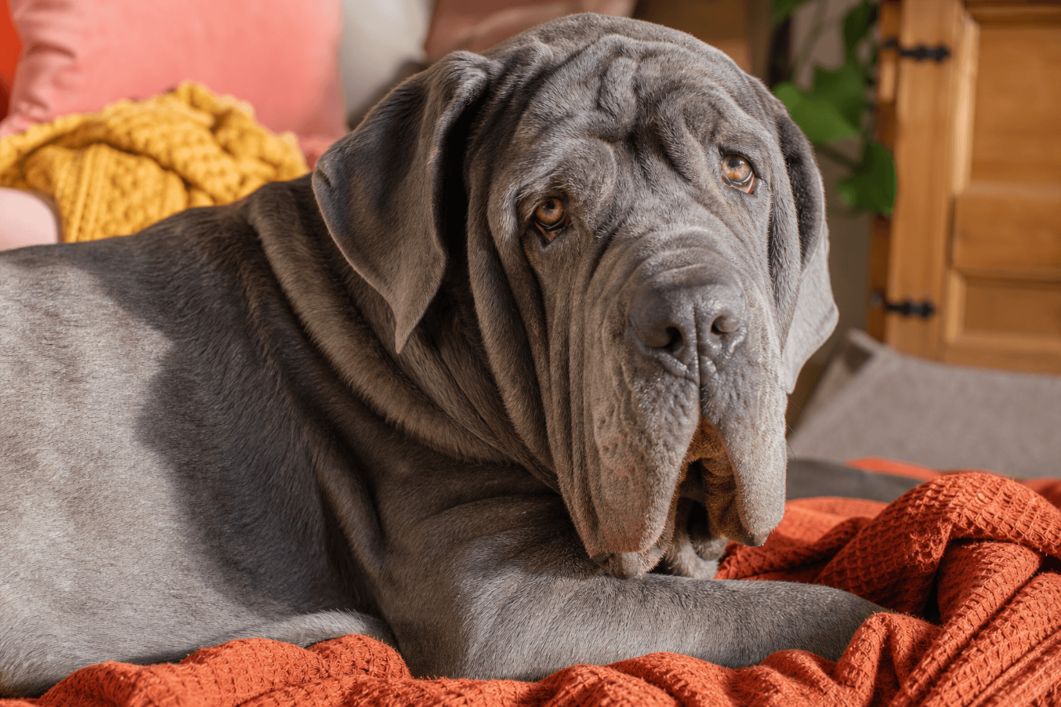 13 Essential Facts About Neapolitan Mastiffs That Every New Owner Should Know