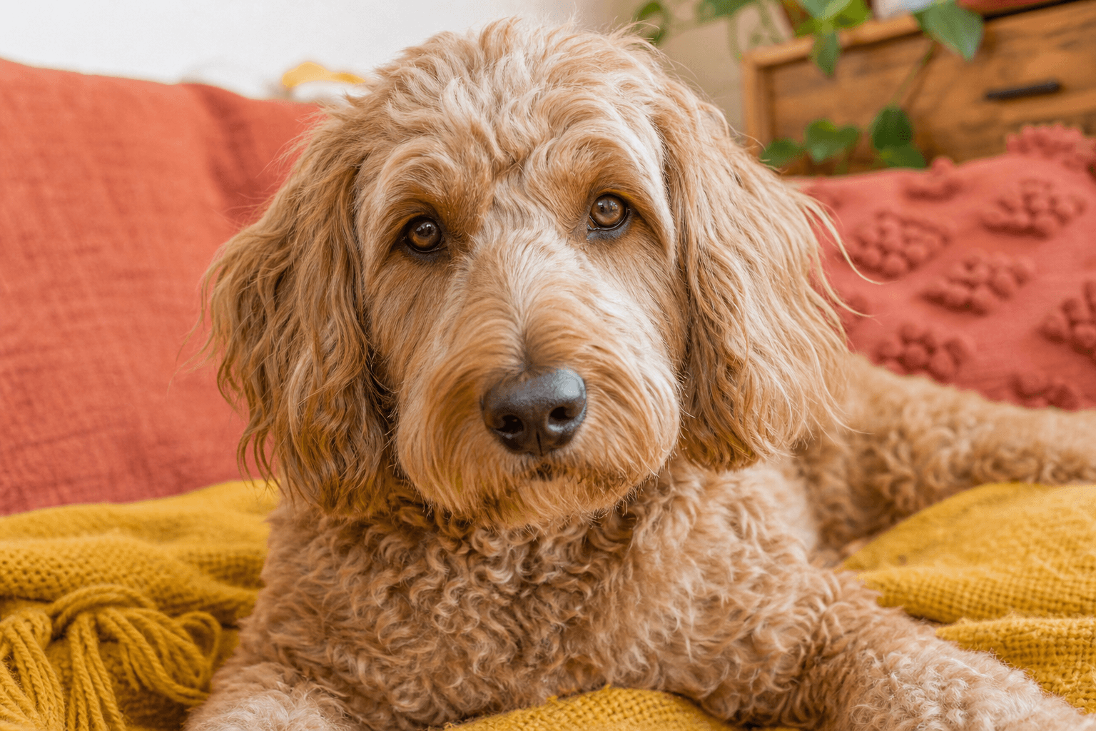 13 Important Factors to Consider Before You Adopt an Irish Doodle