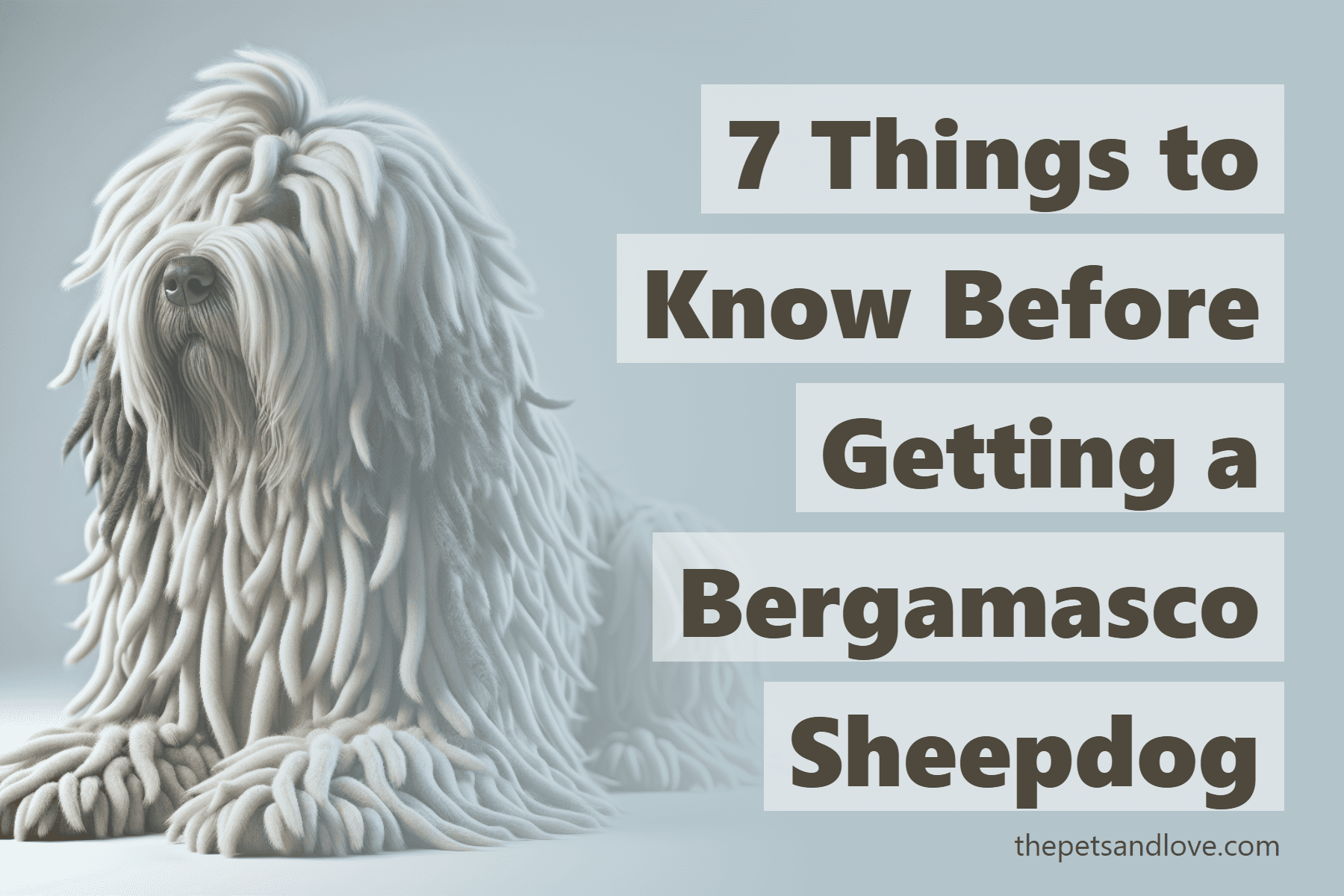 7 Things to Know Before Getting a Bergamasco Sheepdog