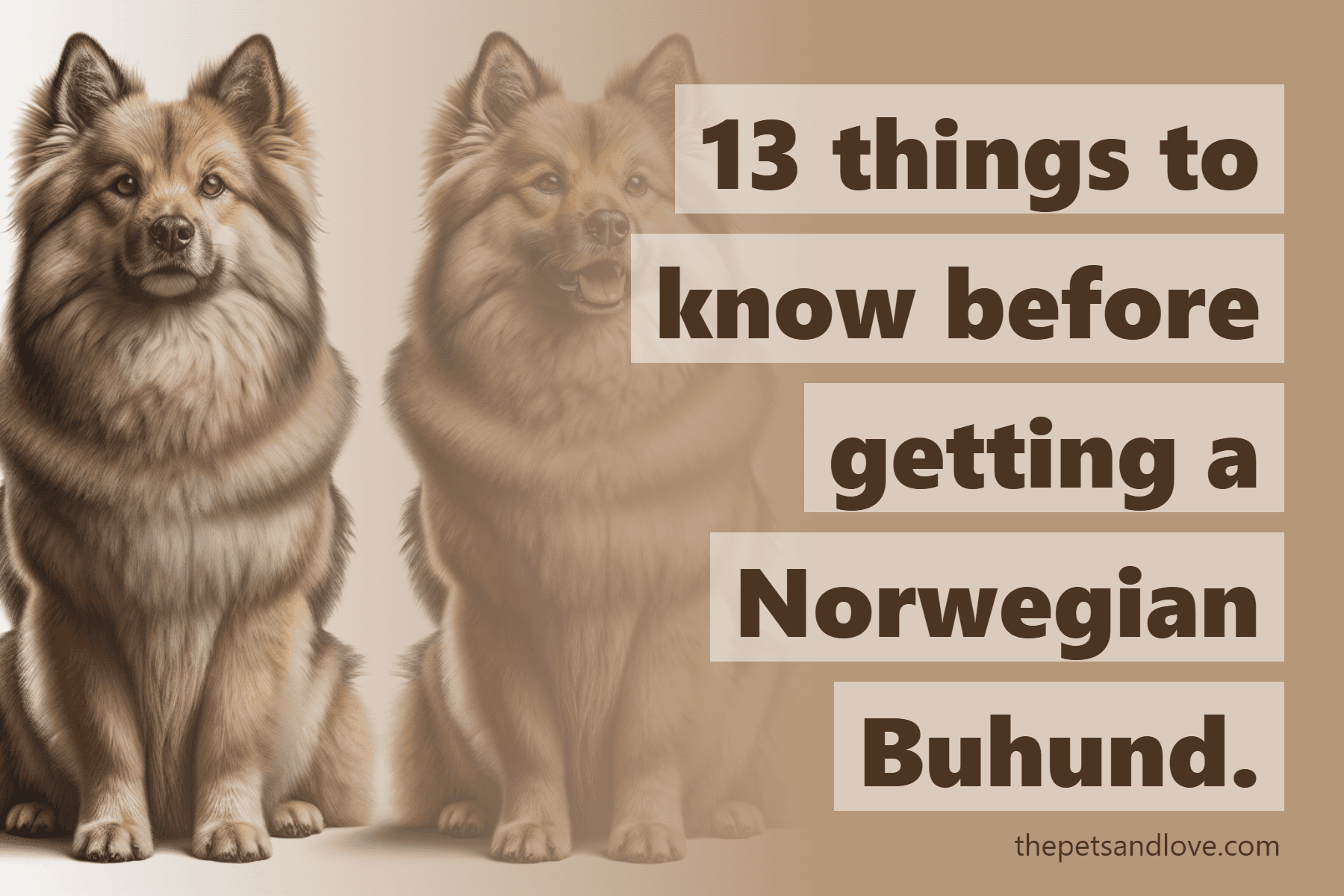 13 things to know before getting a Norwegian Buhund.