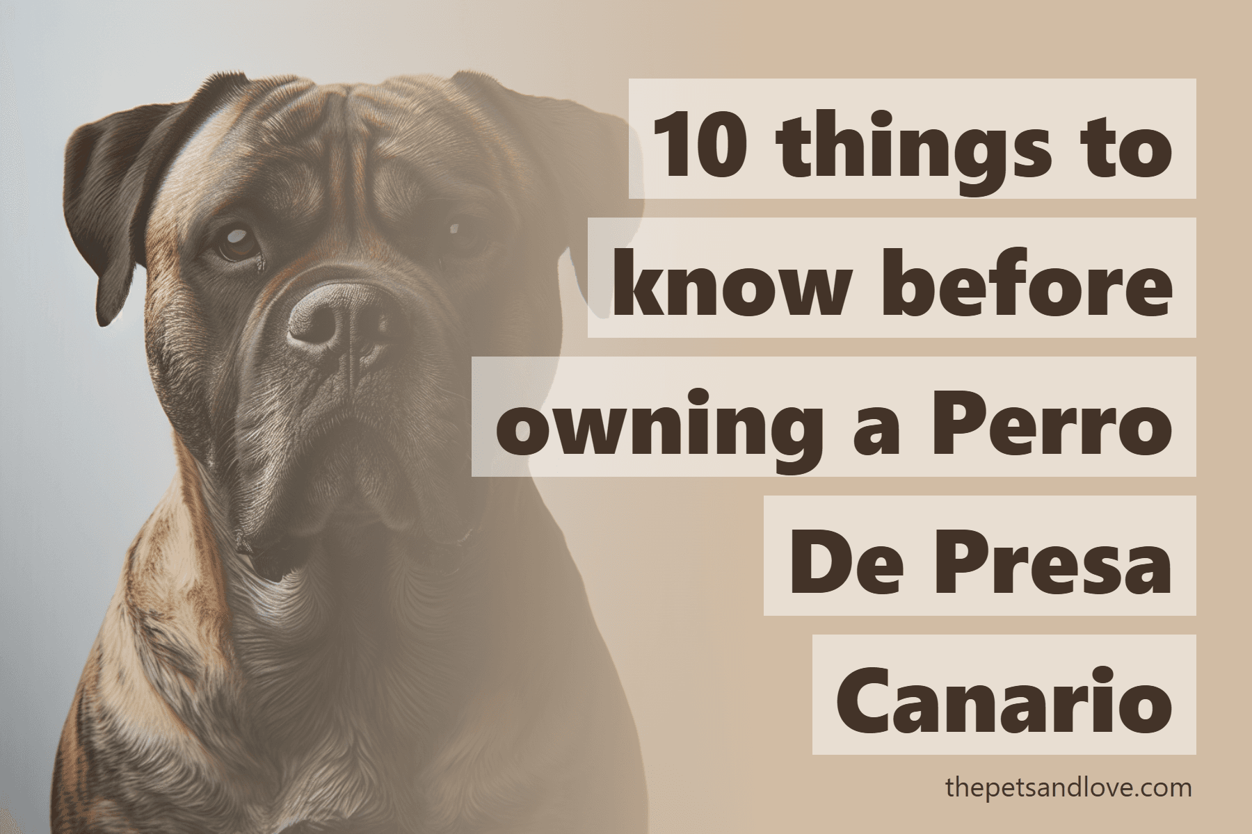 10 things to know before owning a Perro De Presa Canario