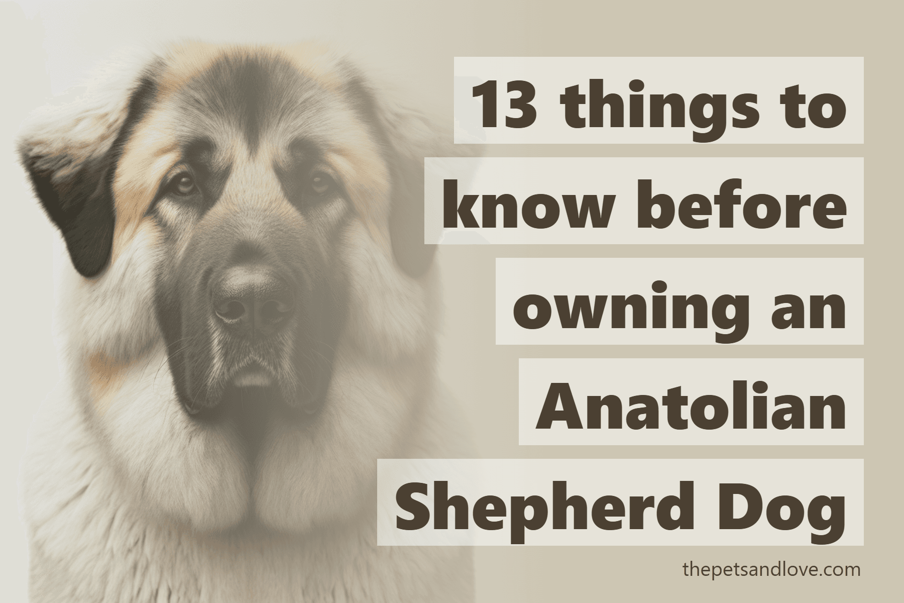 13 things to know before owning an Anatolian Shepherd Dog