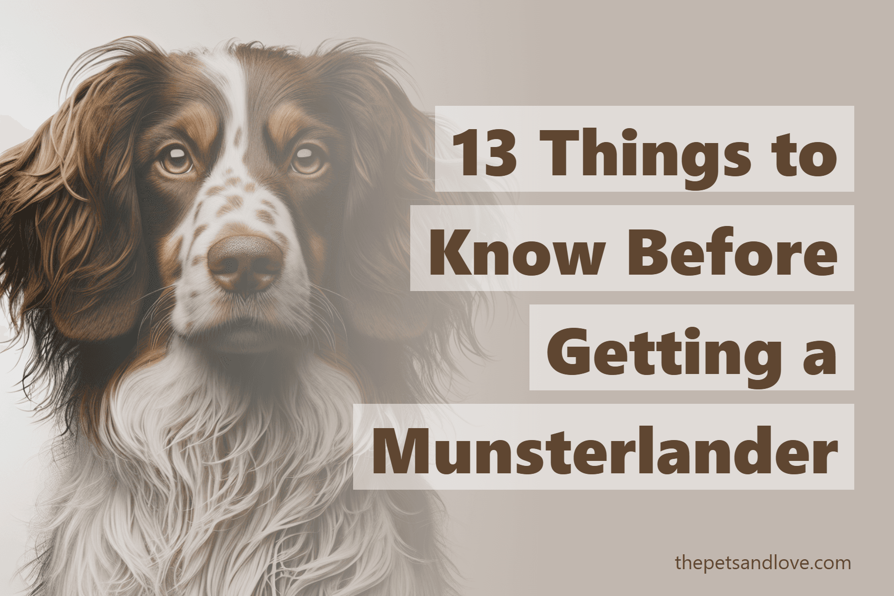 13 Things to Know Before Getting a Munsterlander