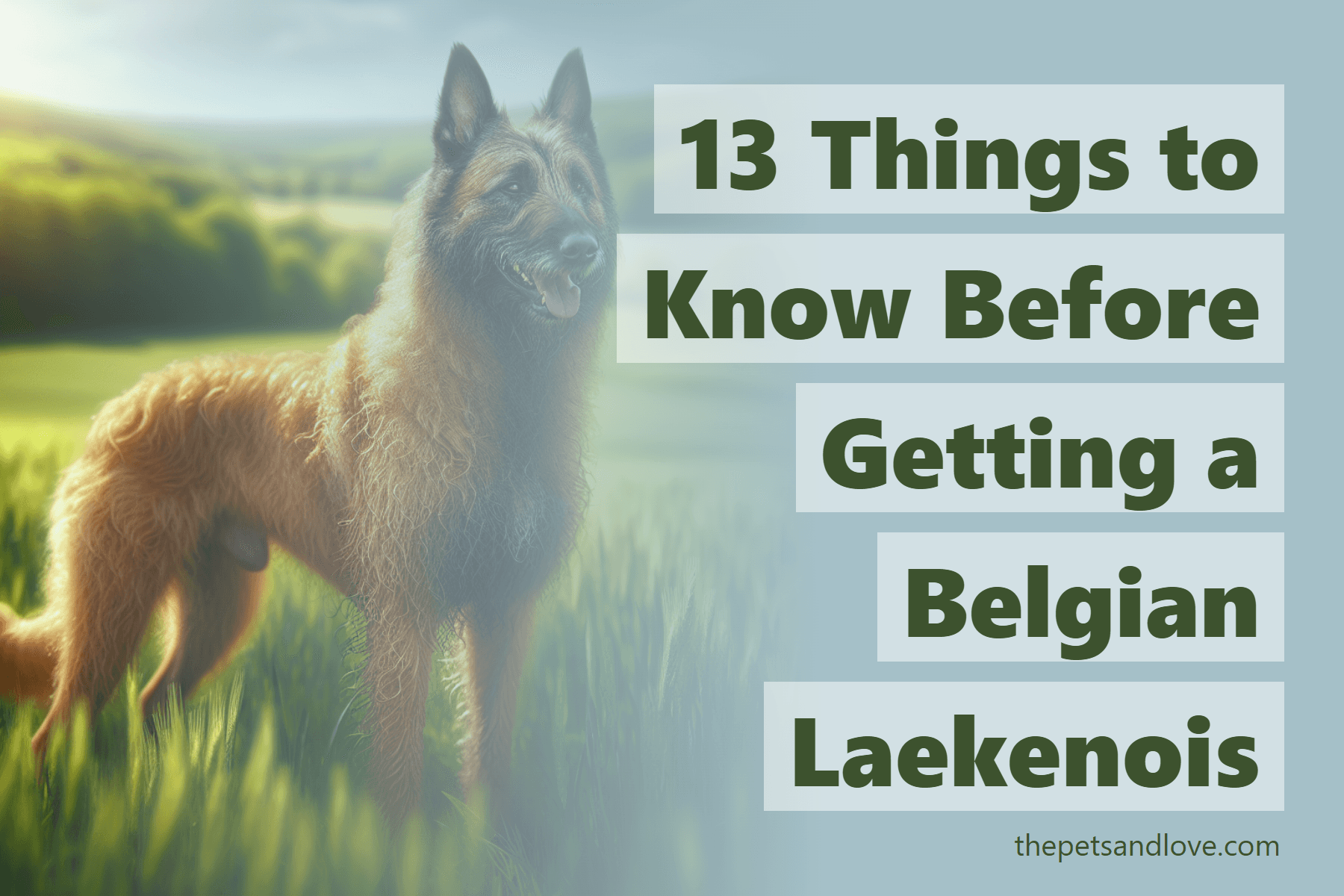 13 Things to Know Before Getting a Belgian Laekenois