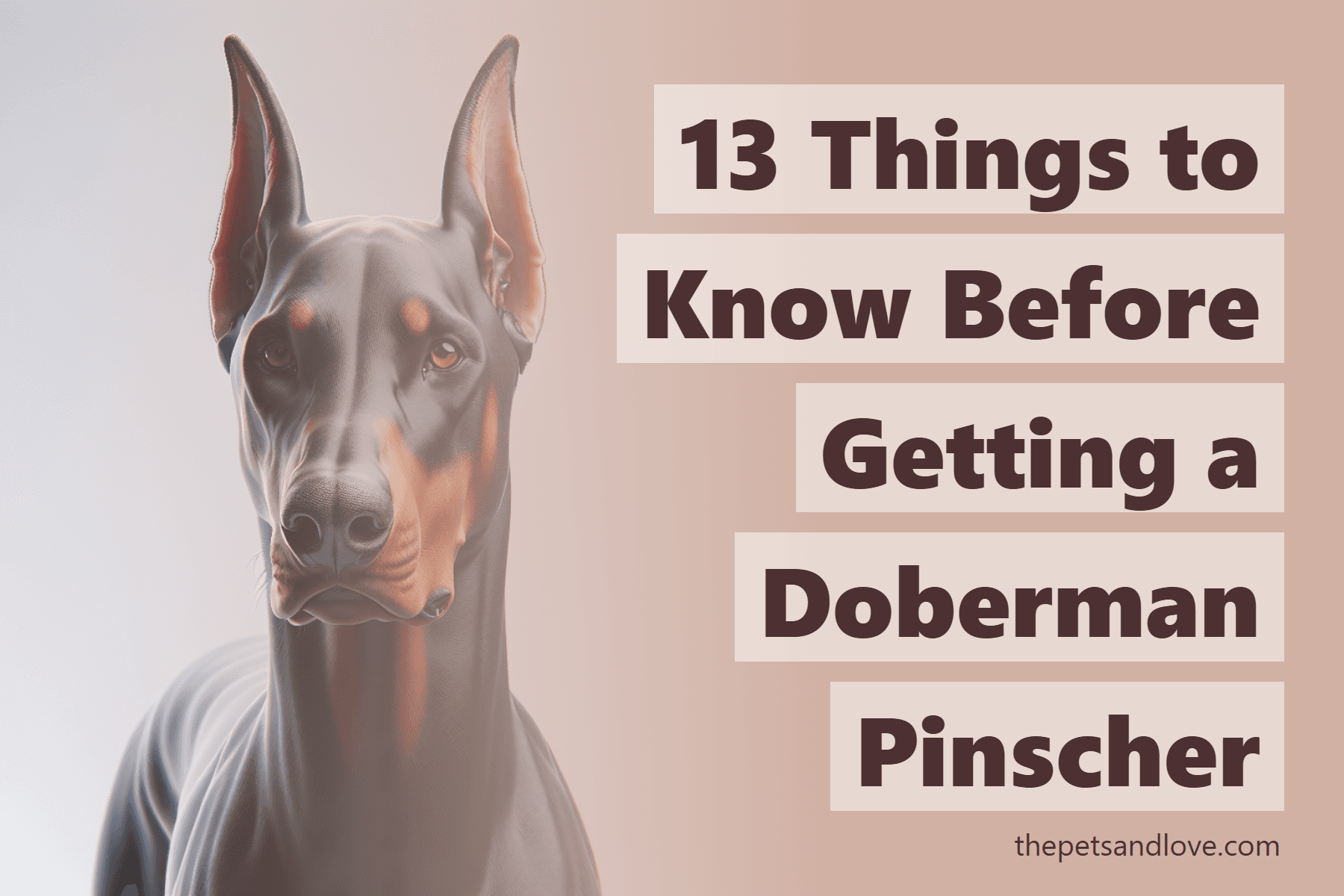 13 Things to Know Before Getting a Doberman Pinscher