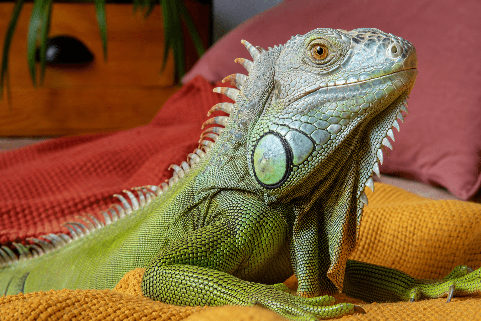 13 Things to Know Before Getting a Green Iguana