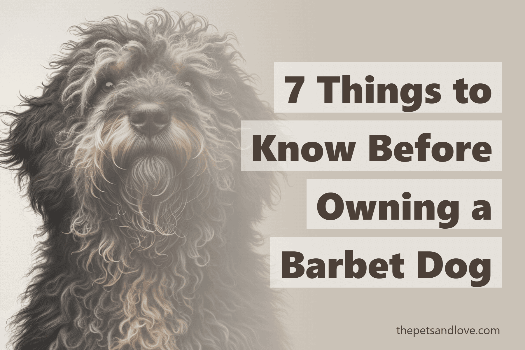7 Things to Know Before Owning a Barbet Dog