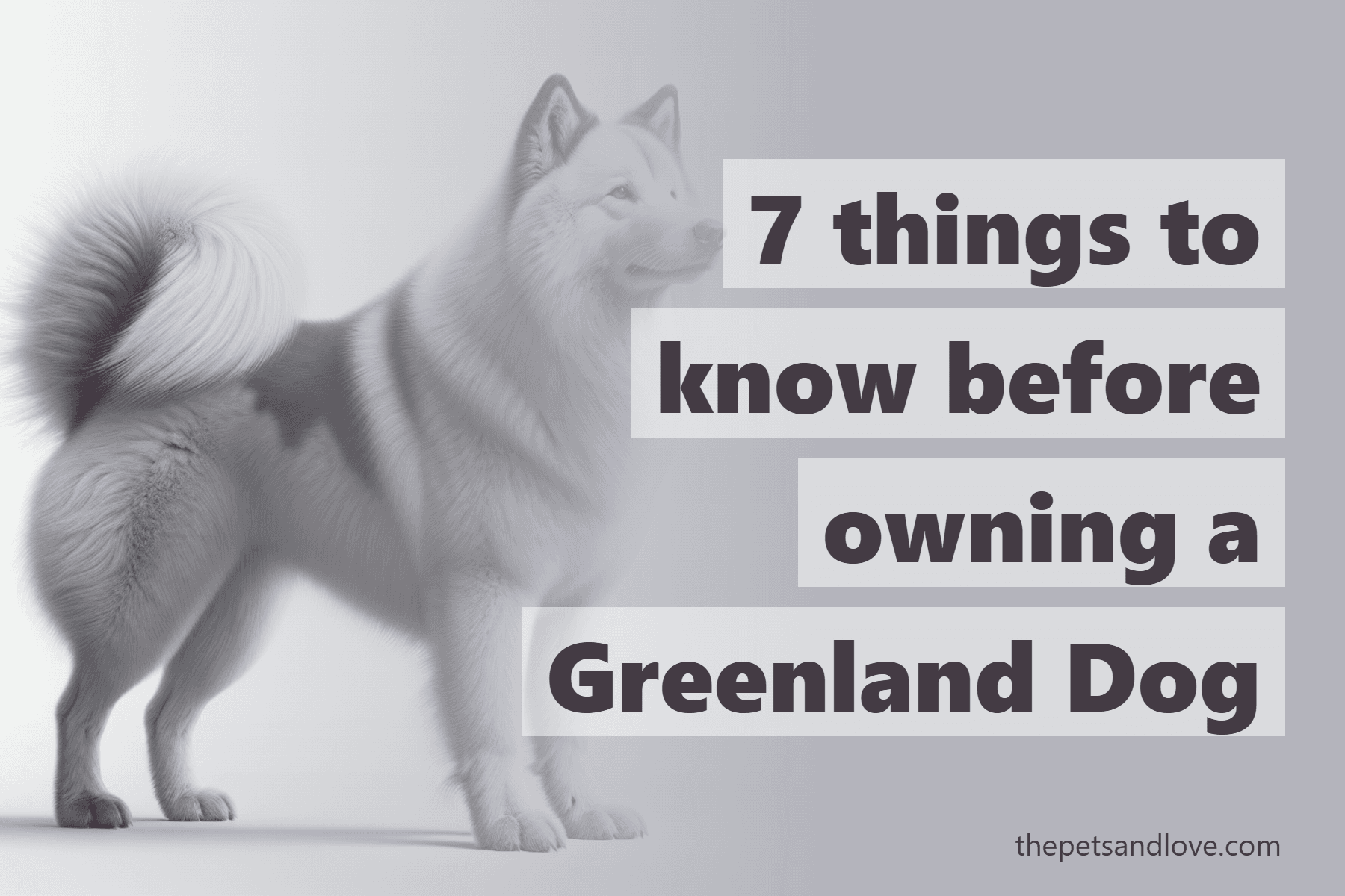 7 things to know before owning a Greenland Dog