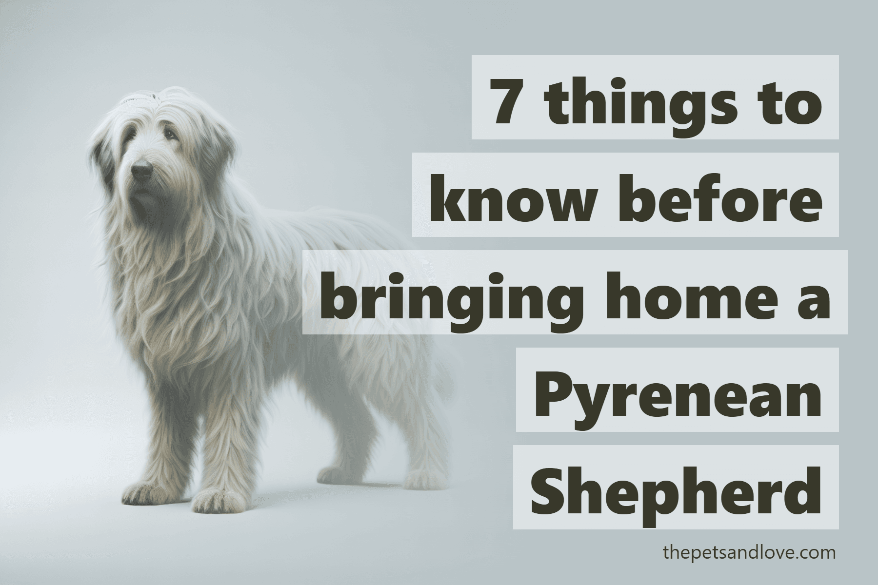7 things to know before bringing home a Pyrenean Shepherd