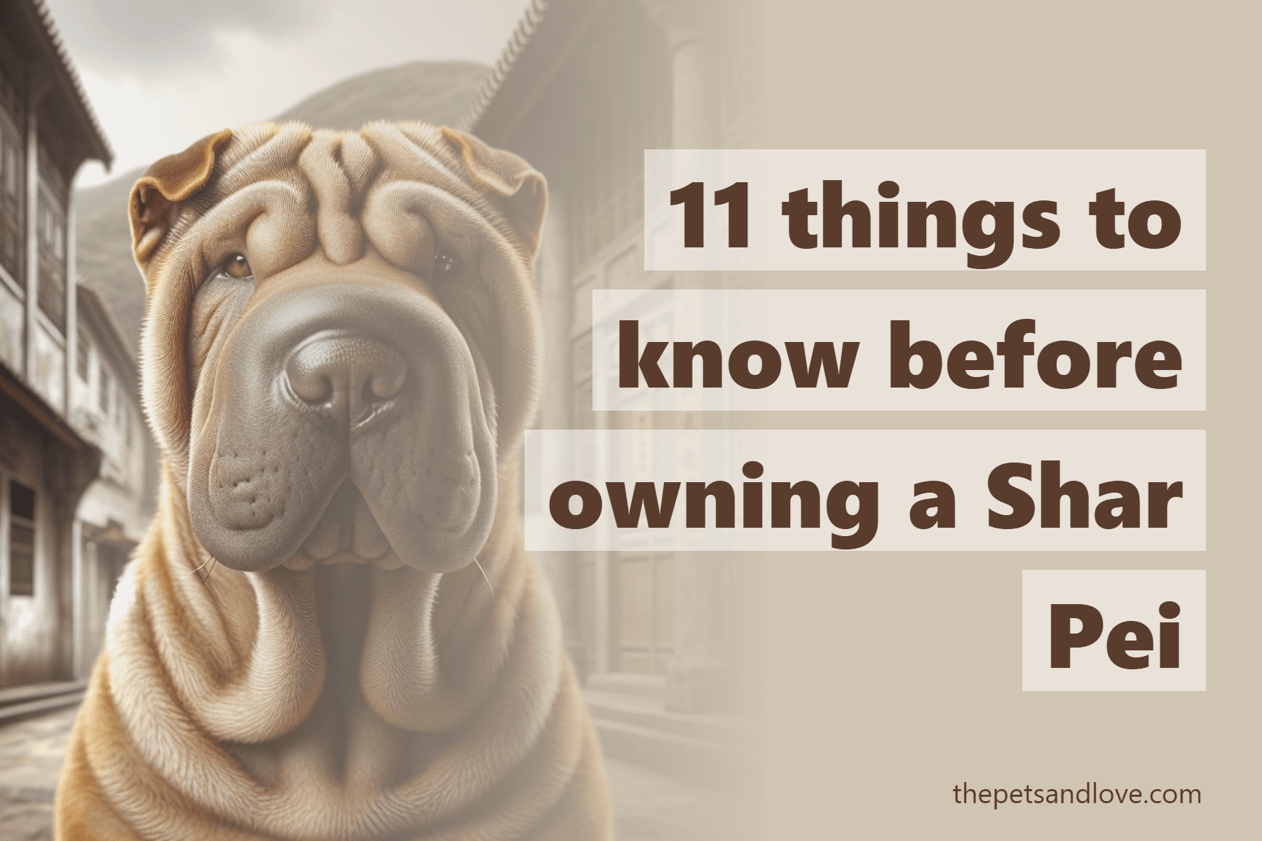 11 things to know before owning a Shar Pei