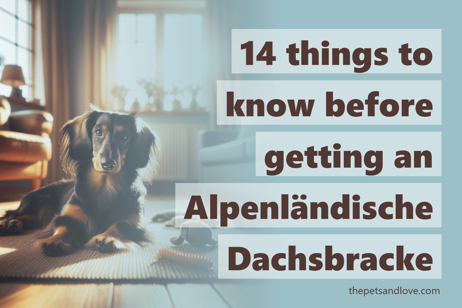 14 things to know before getting an Alpenländische Dachsbracke
