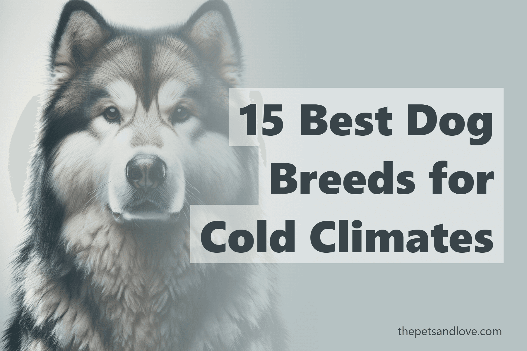 15 Best Dog Breeds for Cold Climates