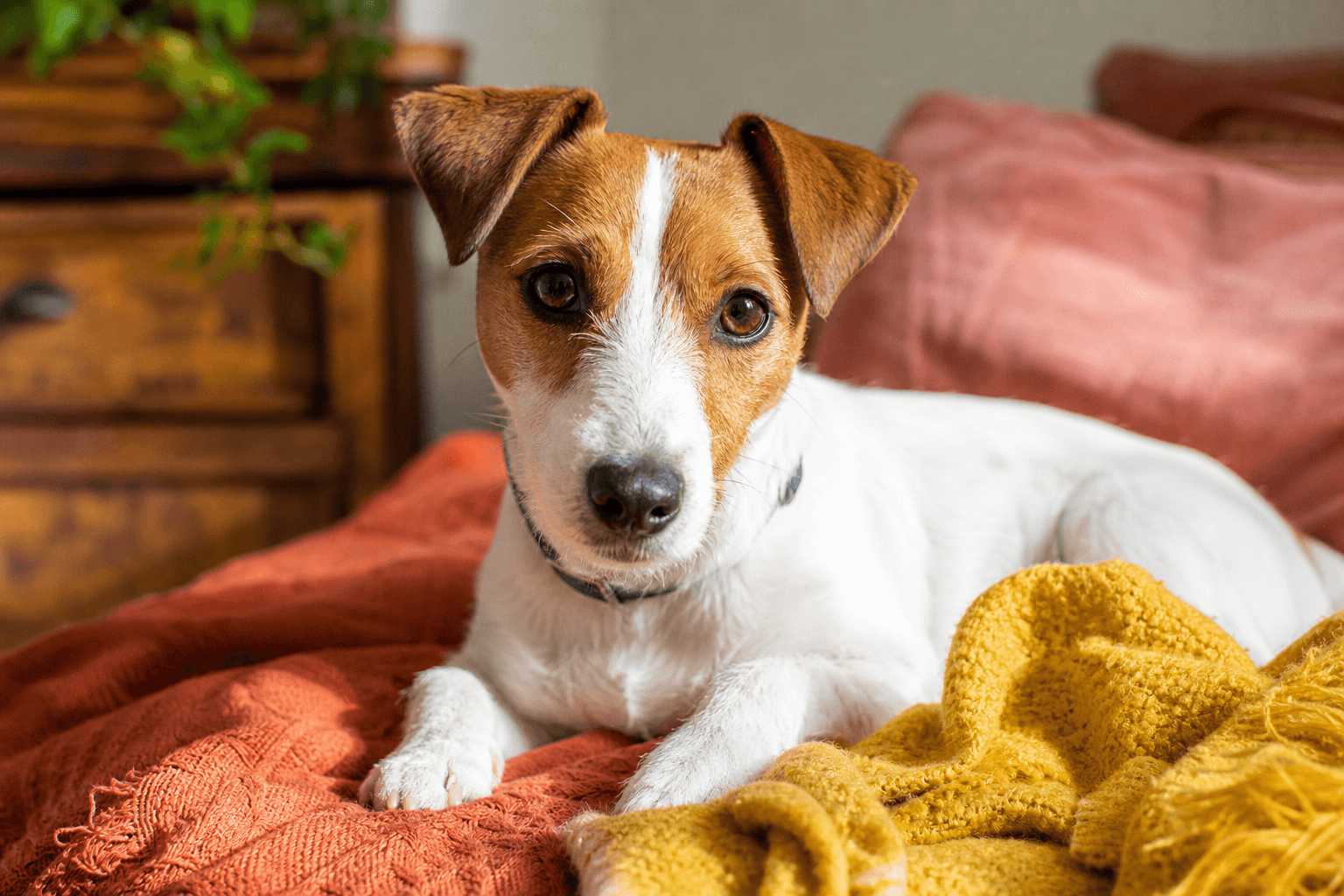 15 Important Factors to Consider Before You Adopt a Jack Russell Terrier