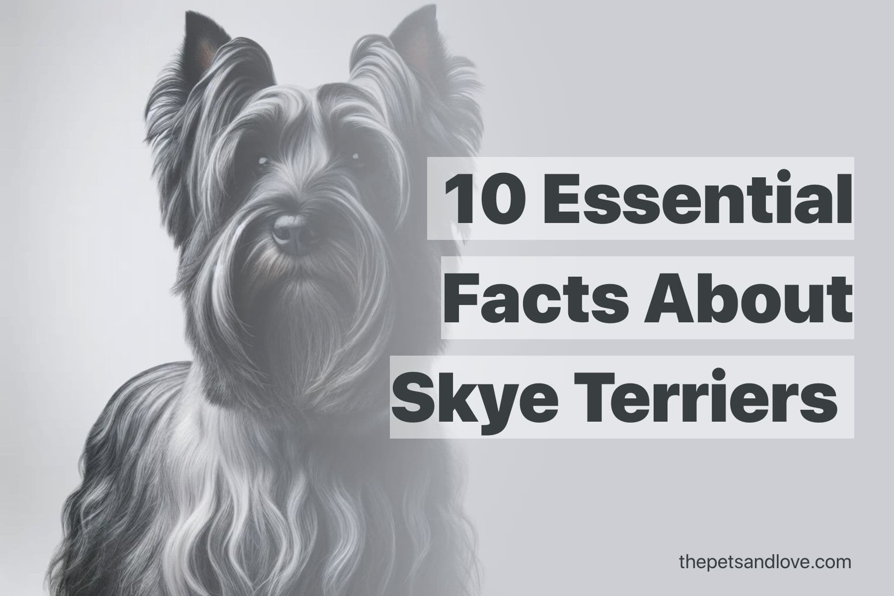 What to Think About Before Getting a Skye Terrier Puppy