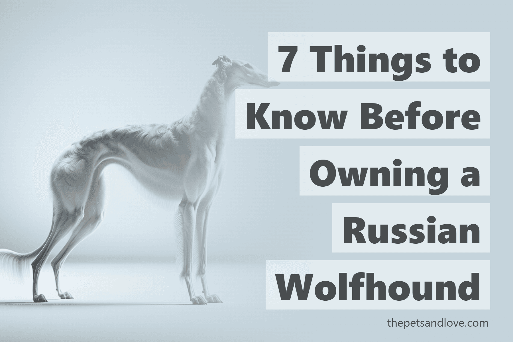7 Things to Know Before Owning a Russian Wolfhound