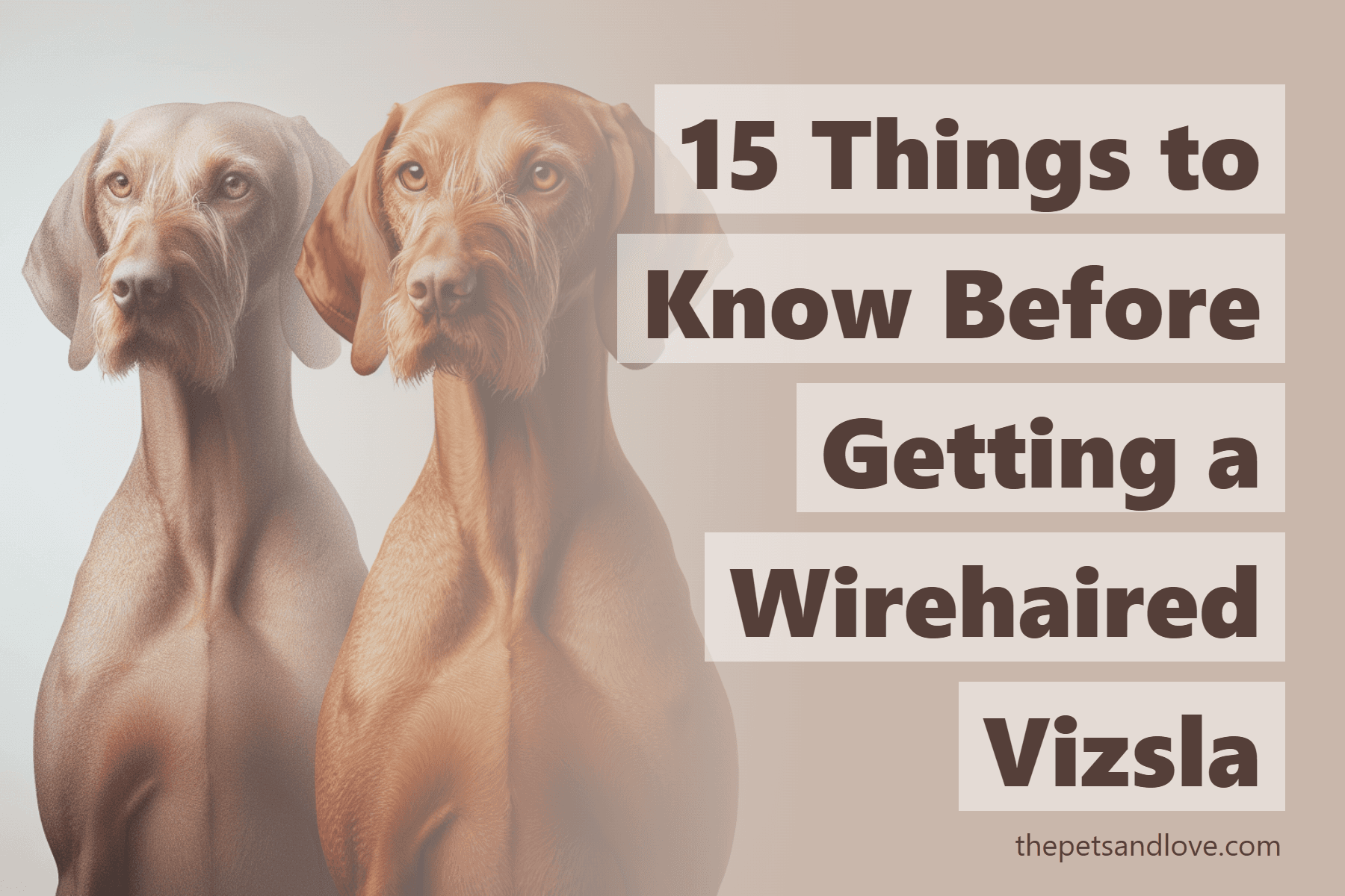 15 Things to Know Before Getting a Wirehaired Vizsla