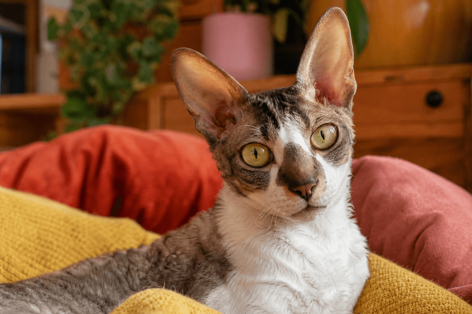 15 Things to Know Before Getting a Cornish Rex